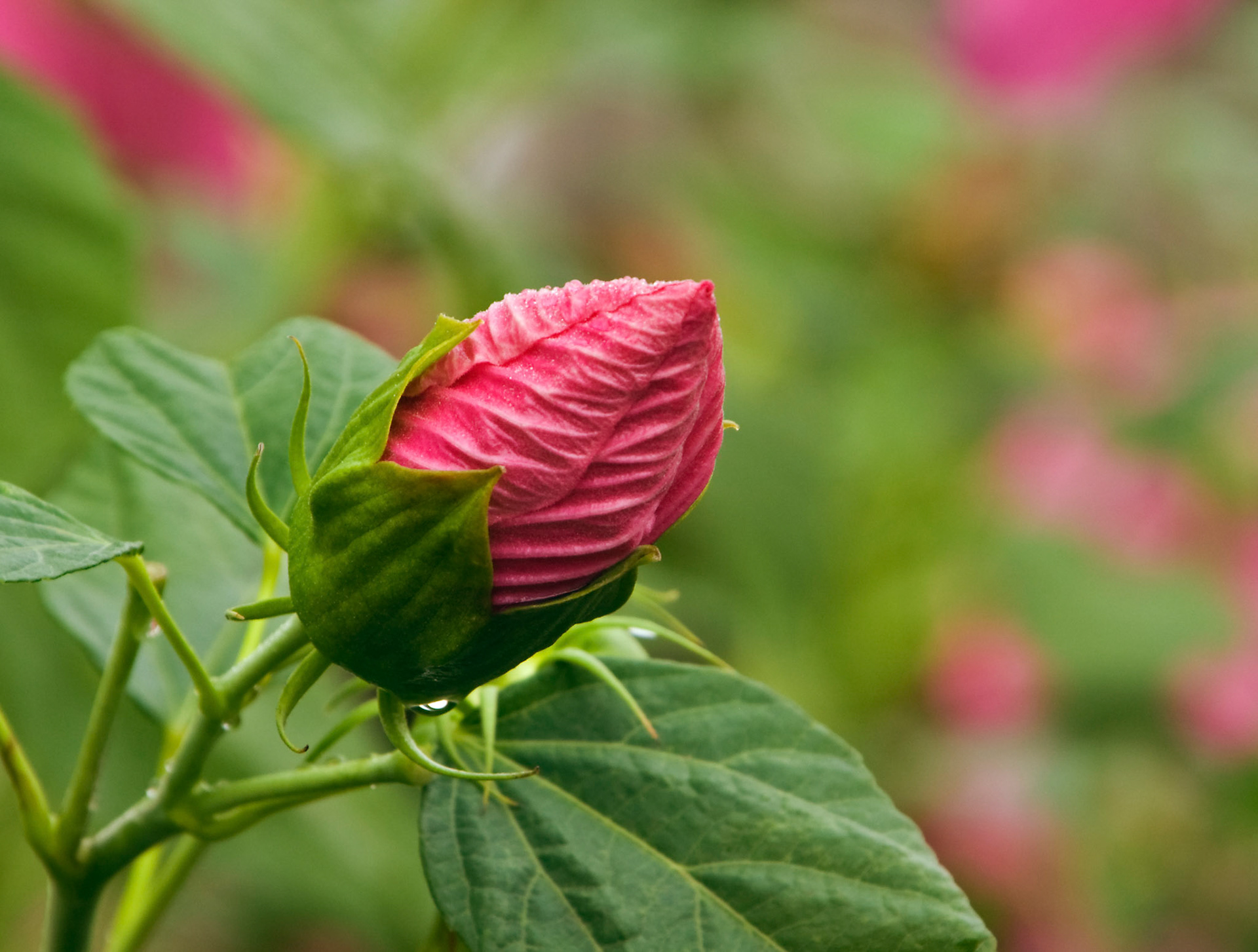 A hybrid hibiscus bud gets ready to bloom at the San Antonio Botanical Garden in San Antonio Texas.