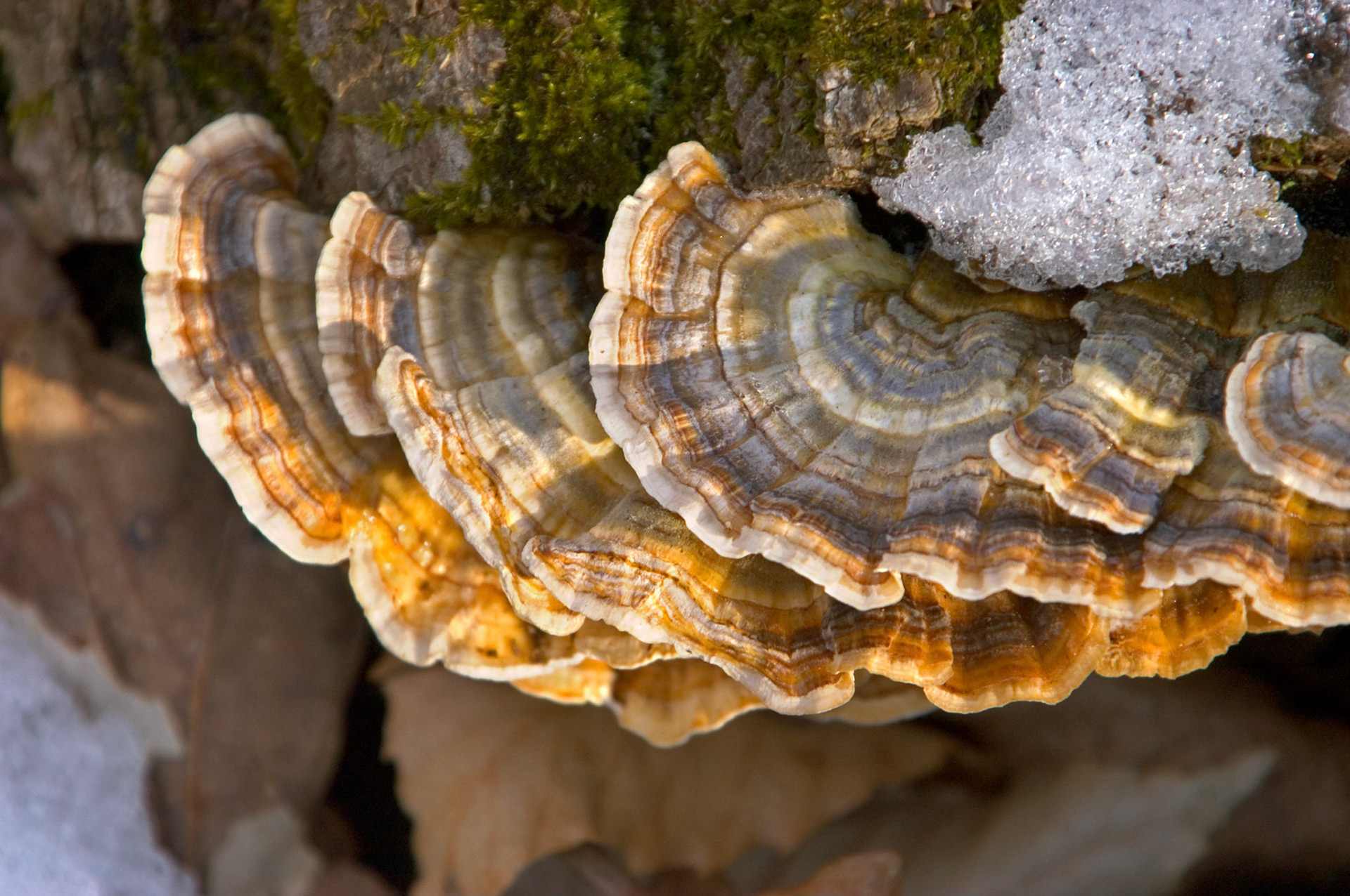 Turkey tails (Trametes versicolor) grow on a log in the snow at the Elizabeth Hartwell Mason Neck National Wildlife Refuge in Virginia.