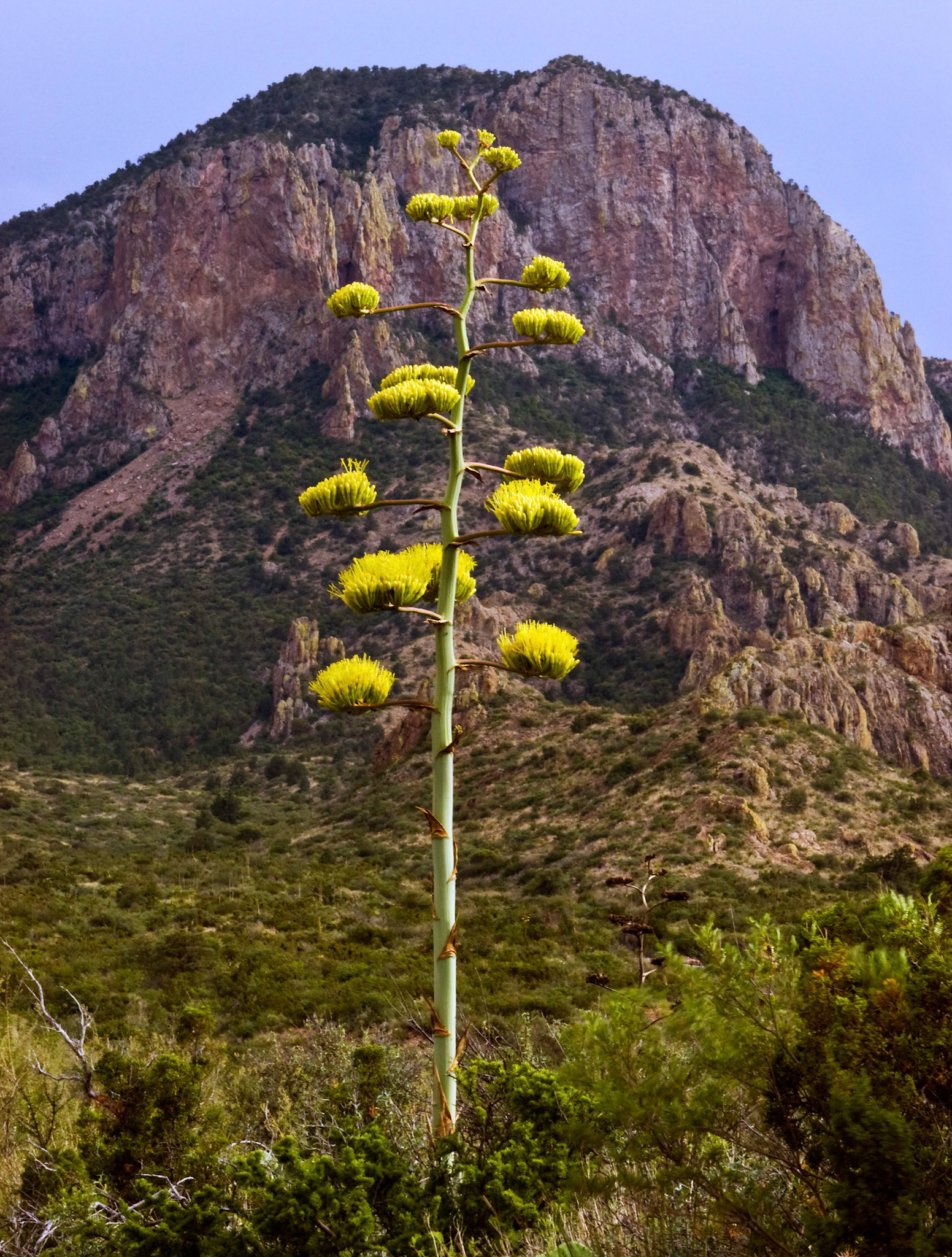 A century plant (Agave havardiana) blooms in front of Casa Grande at Big Bend National Park in Texas.