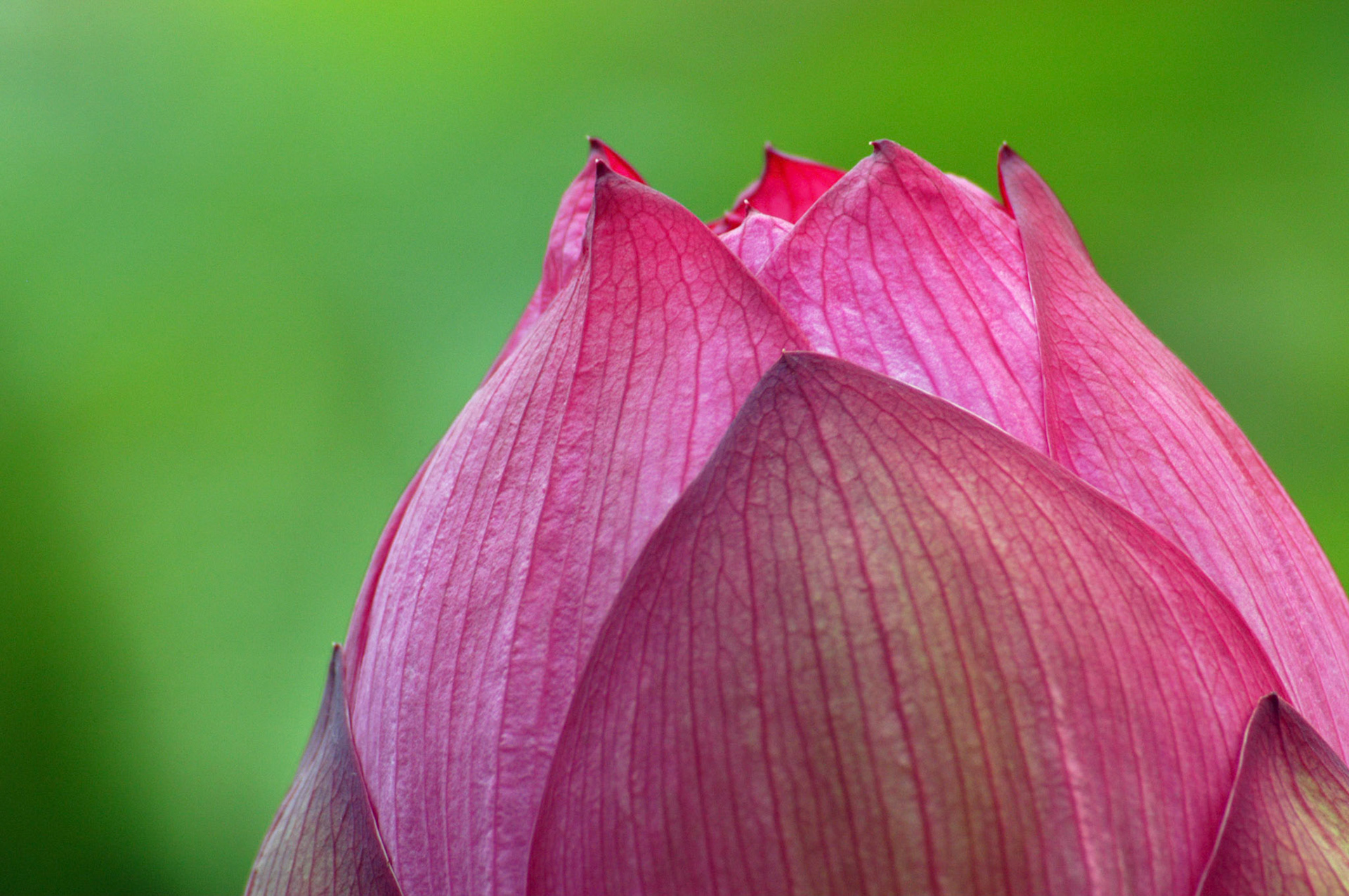 A lotus flower bud (nelumbo nucifera, aka Sacred Lotus) at the Kenilworth Aquatic Gardens in Washington DC.