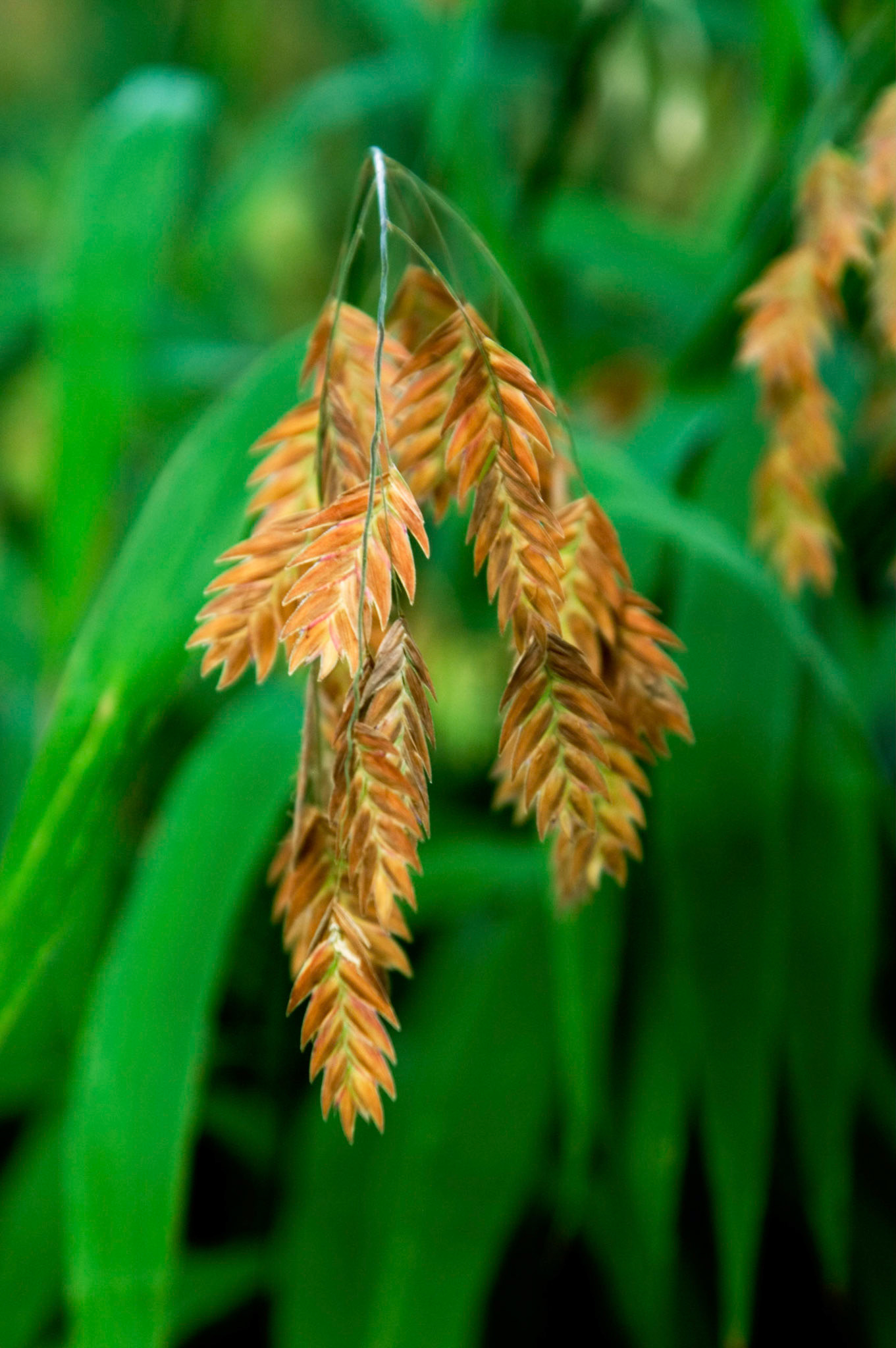 A closeup of some Northern sea oats (Chasmanthium latifolium) growing at Greenspring Gardens in Alexandria Virginia.