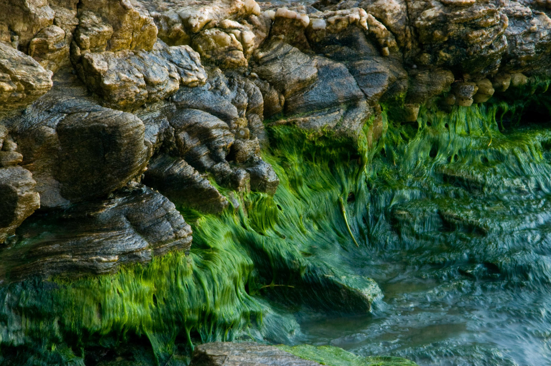 Bright green seaweed clings to the rocks at the shore of the island of Roatan off the coast of Honduras.