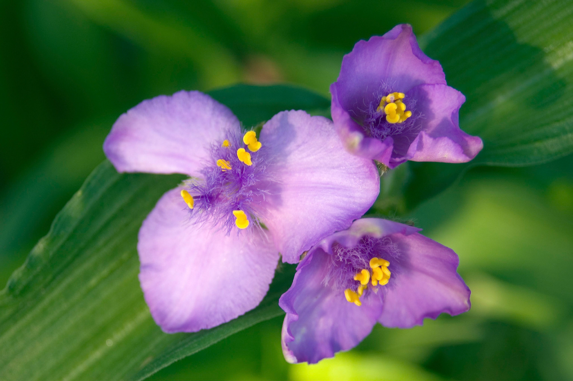 A spiderwort (Tradescantia sp.) blooms in Arlington Virginia.