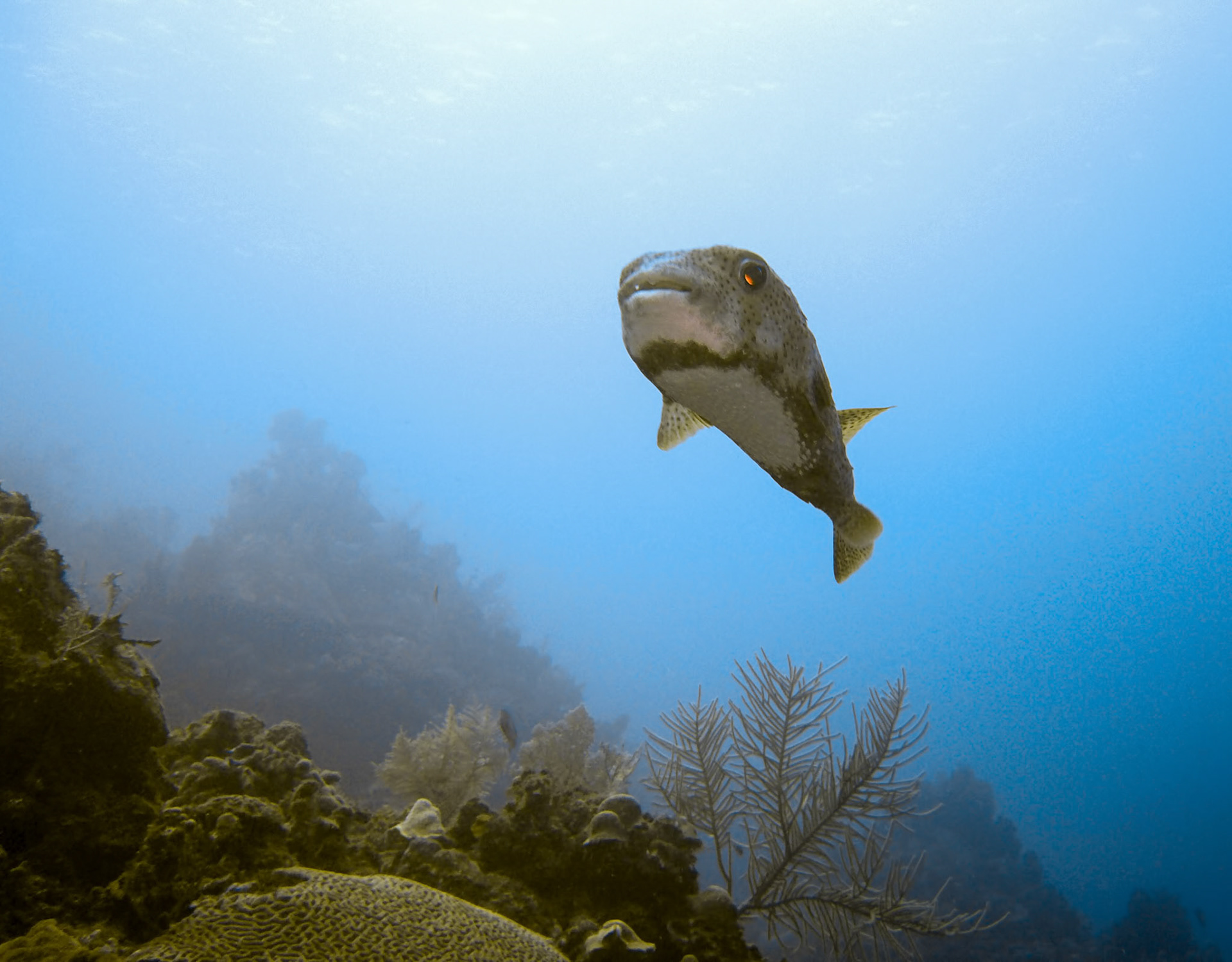 A spotted porcupinefish (Diodon hystrix) near the wreck of El Aguila near Anthony's Key Resort in Roatan Honduras.