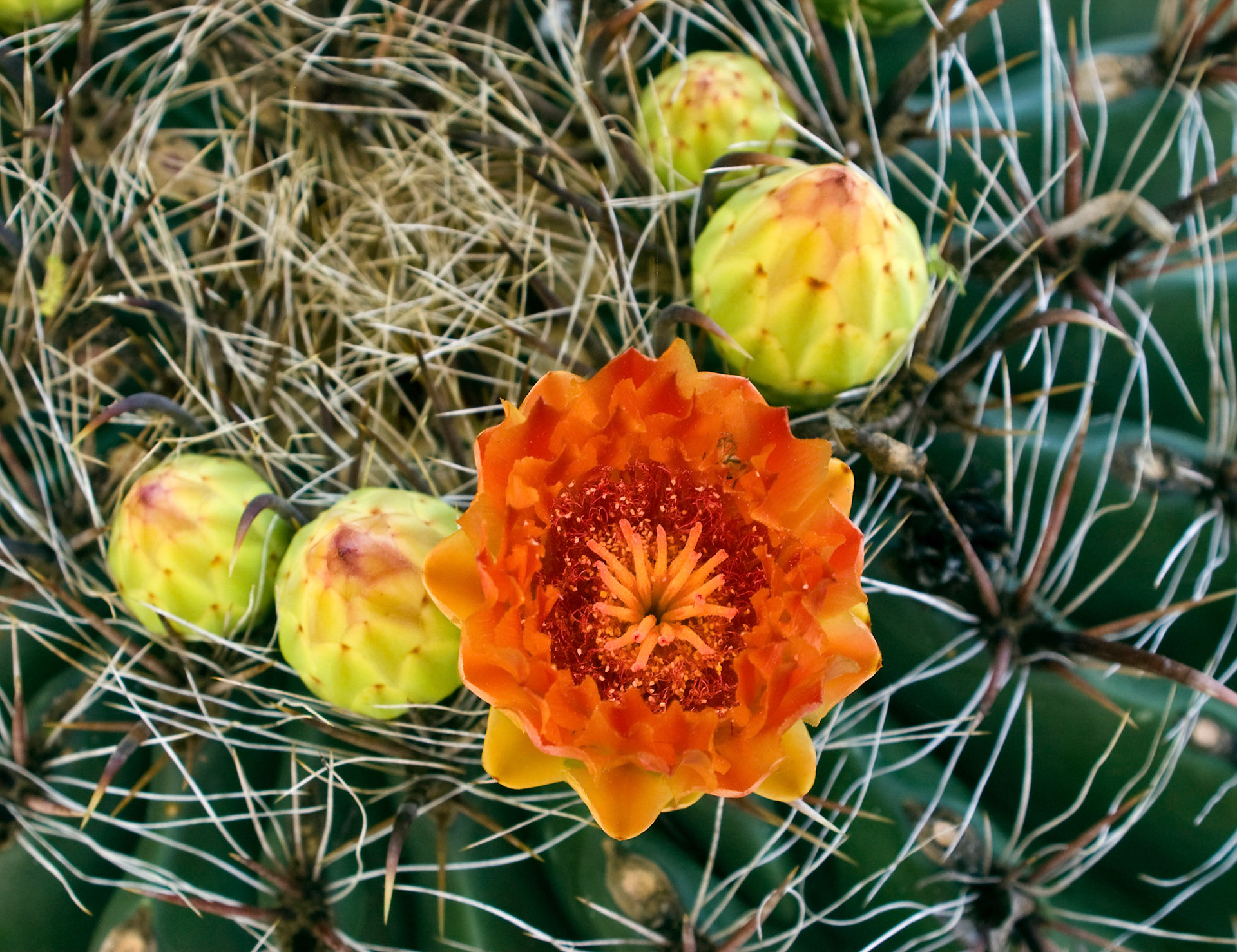 An Emory's barrel cactus (Ferocactus rectispinus) blooms at the San Antonio Botanical Garden in San Antonio Texas.