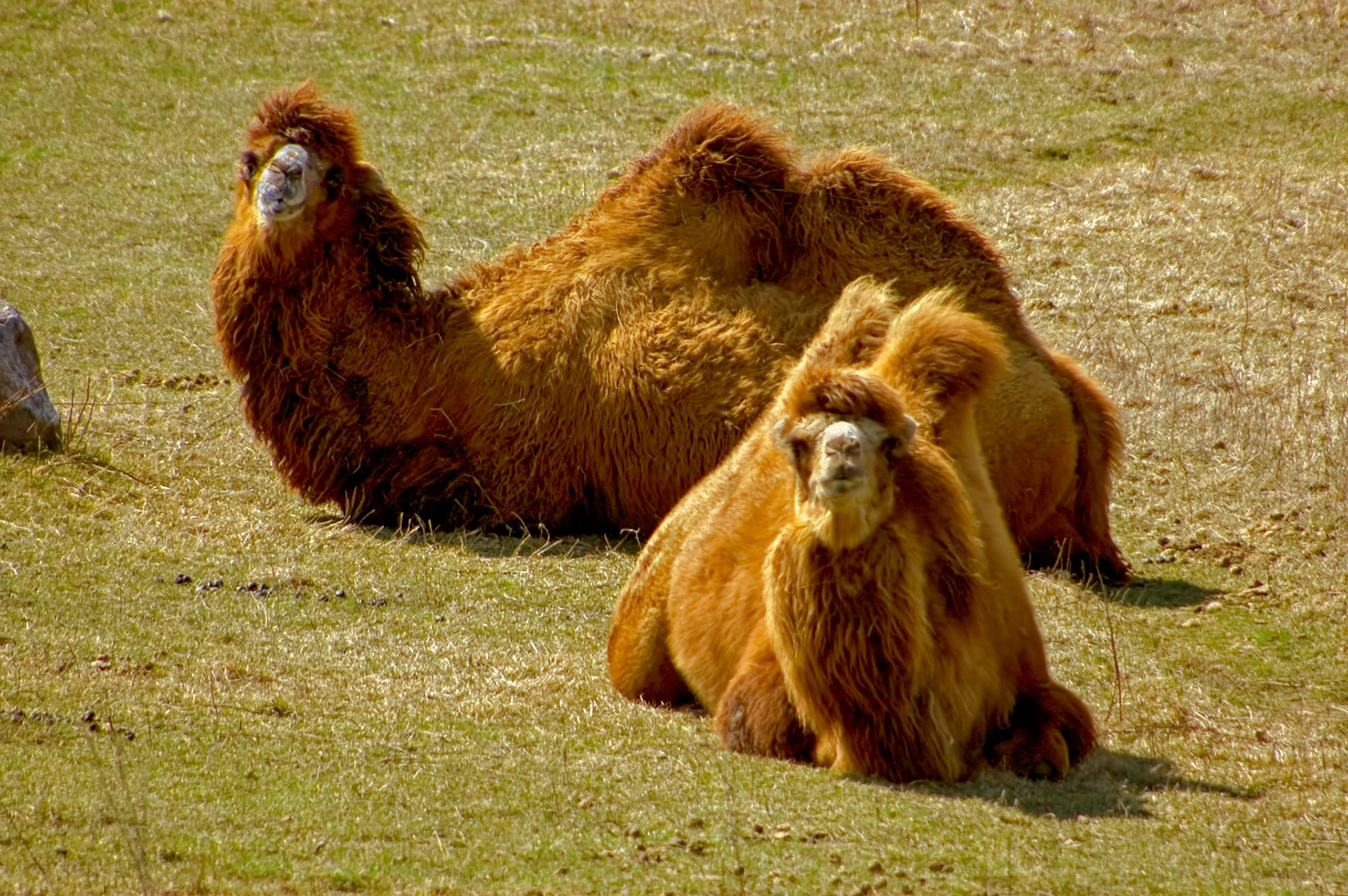 Bactrian camels rest at the Minnesota Zoo near Minneapolis Minnesota.
