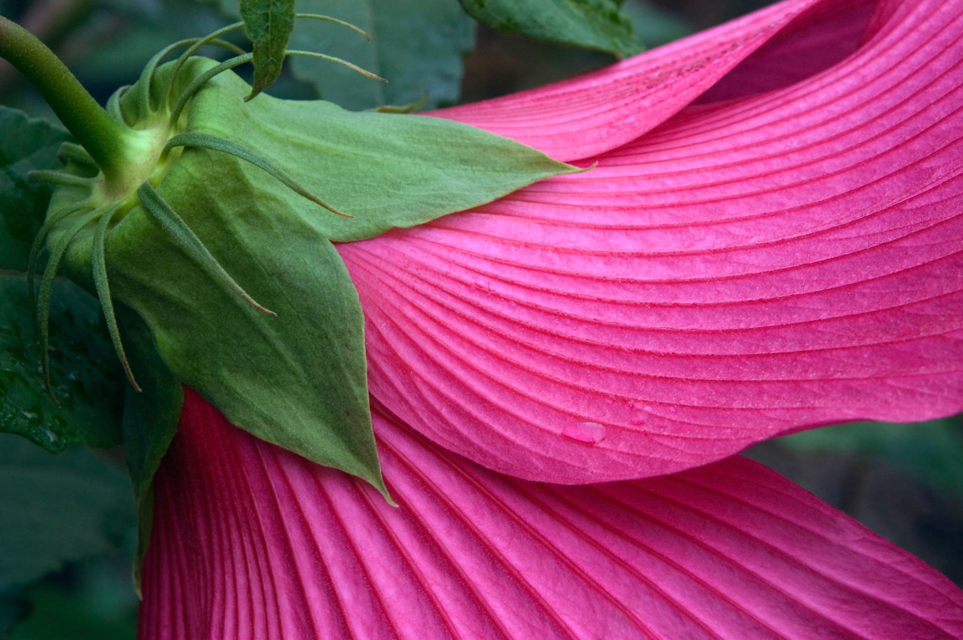 A hybrid hibiscus bloom seen from the back at the San Antonio Botanical Garden in San Antonio Texas.