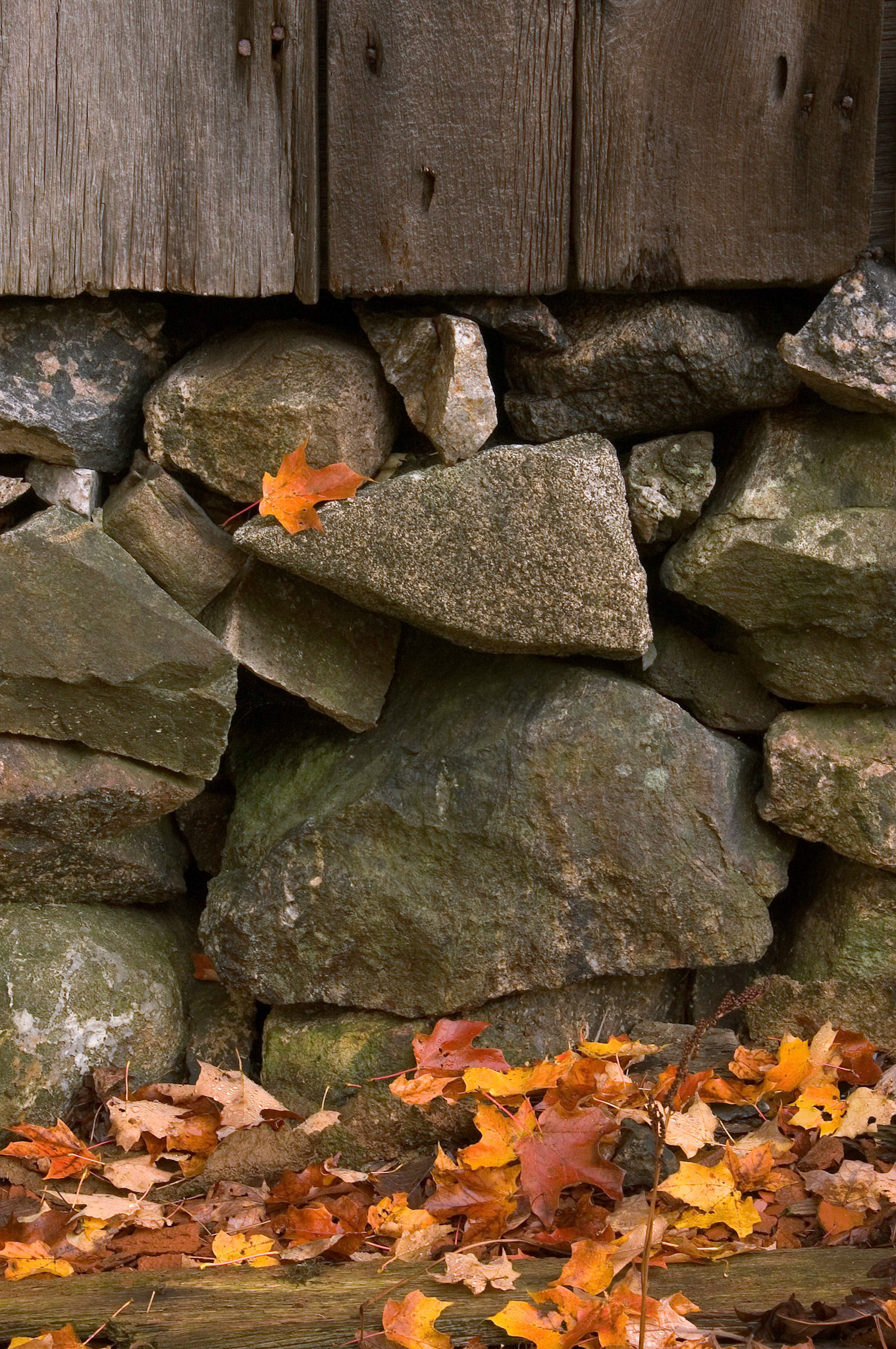 This leaf rests on the stone foundation of an old barn in Gatineau Park near Chelsea, Quebec, Canada.