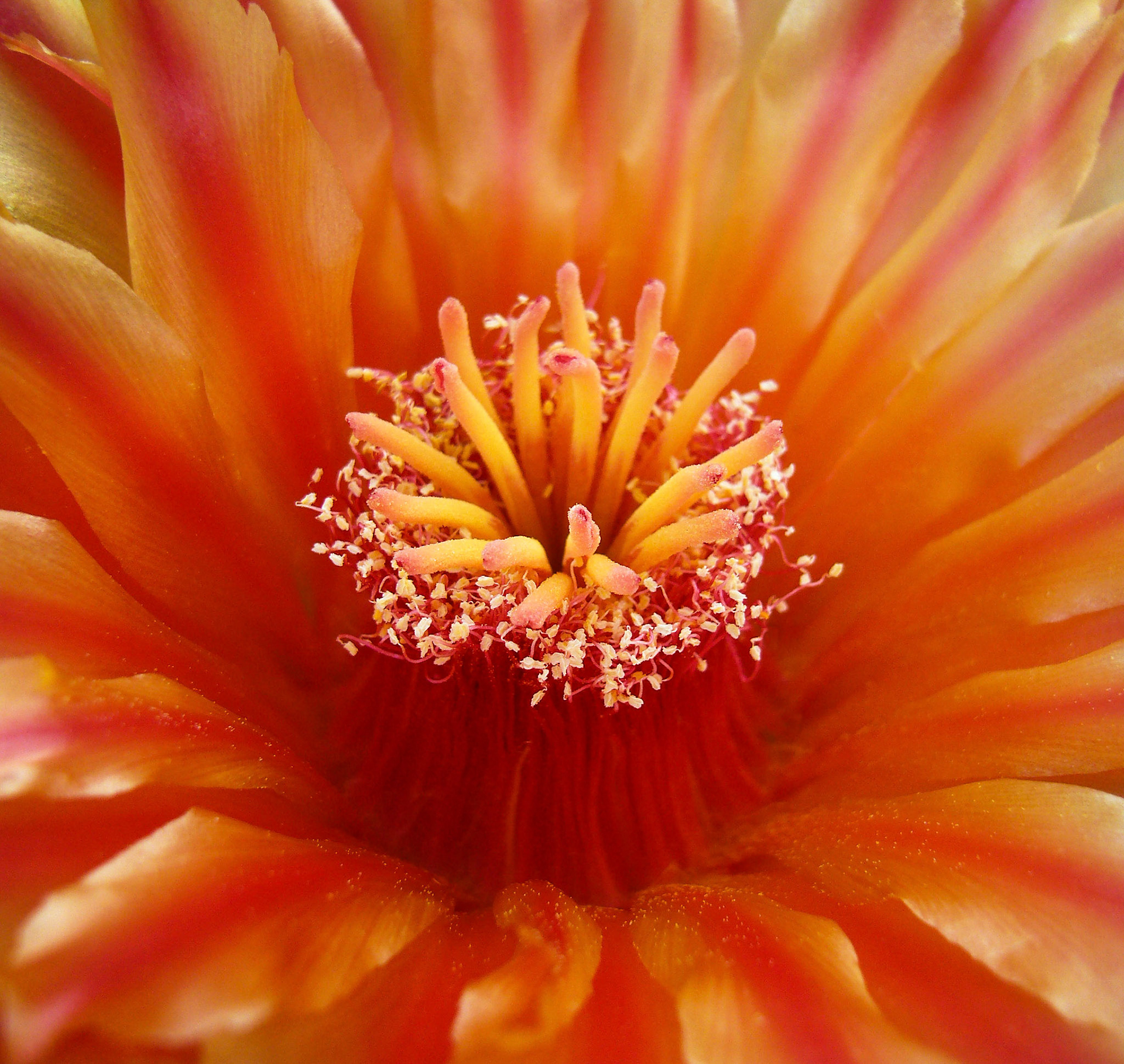 An Emory's barrel cactus (Ferocactus rectispinus) blooms at the San Antonio Botanical Garden in San Antonio Texas.