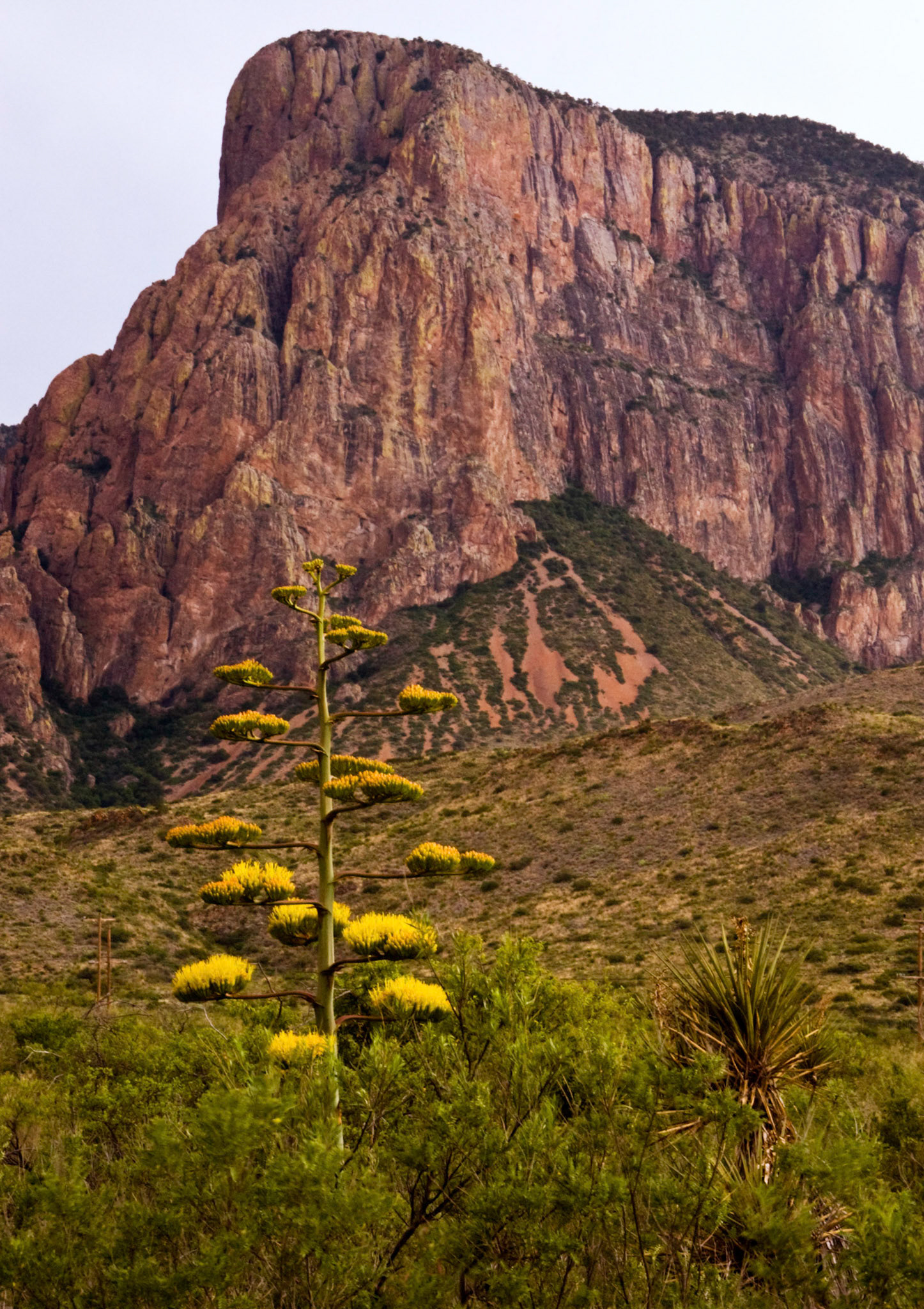 A century plant (Agave havardiana) blooms in front of Casa Grande at Big Bend National Park in Texas.
