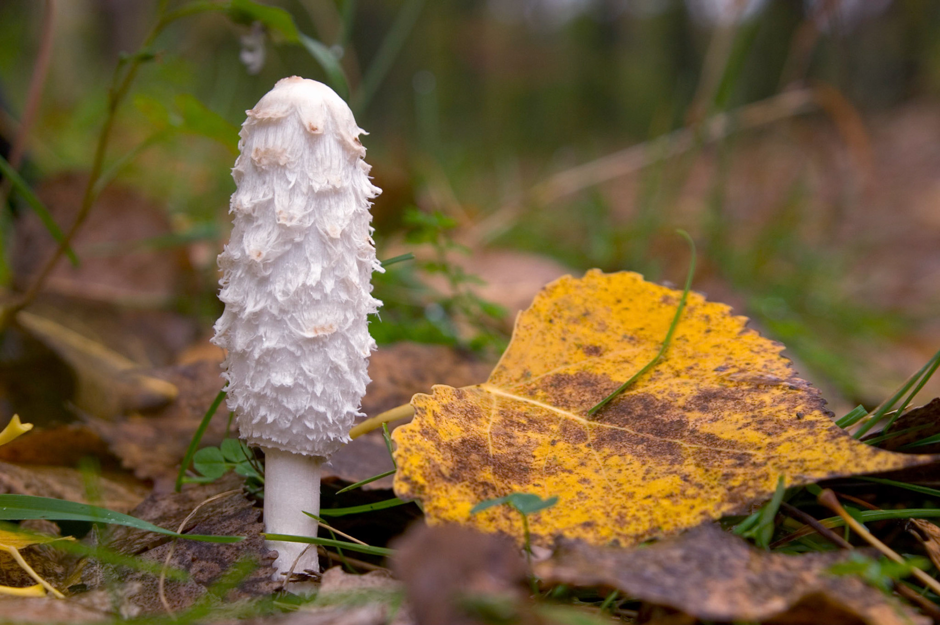 This shaggy mane or shaggy ink cap (Coprinus comatus) mushroom is growing in the Caldwell Carver Conservation Area in Ottawa, Ontario, Canada.
