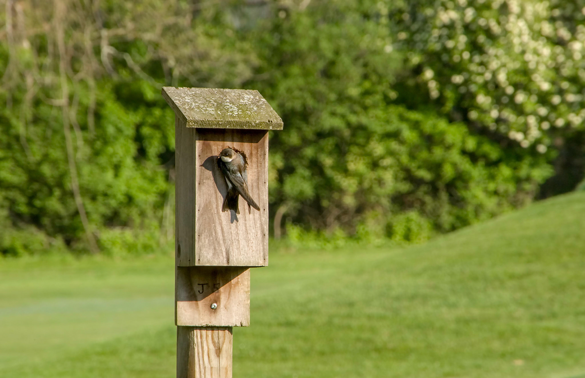 A female tree swallow (Tachycineta bicolor) makes her home in this bird house at the Greenbriar Resort in White Sulphur Springs West Virginia.