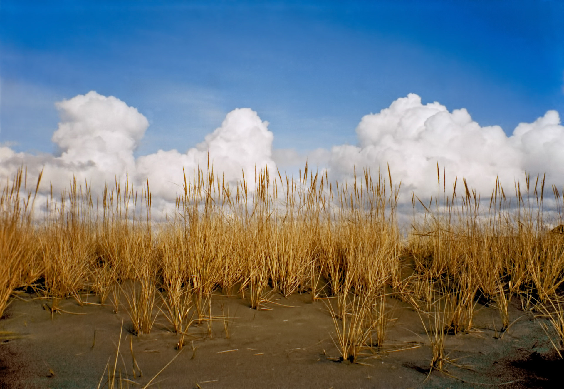 Dried beach grass with big cumulus clouds forming behind.