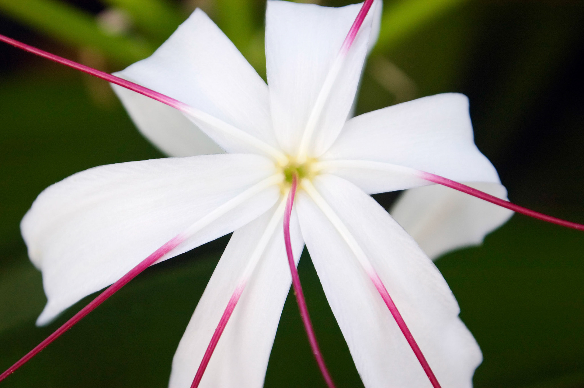 A swamp lily (Crinum americanum) blooms at the San Antonio Botanical Garden in San Antonio Texas.