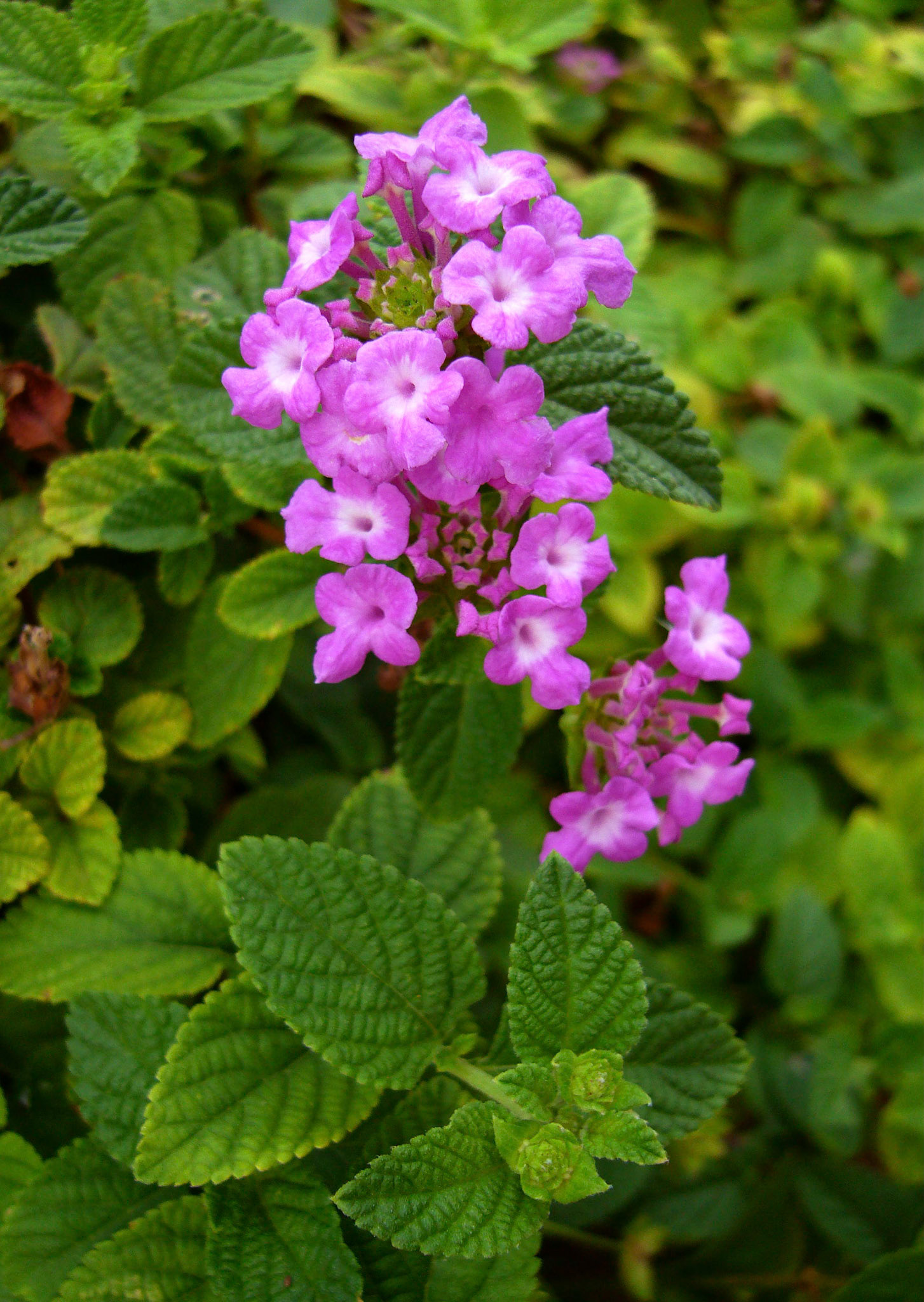 A variety of trailing lantana (Lantana montevidensis) blooms at the San Antonio Botanical Garden in San Antonio Texas.