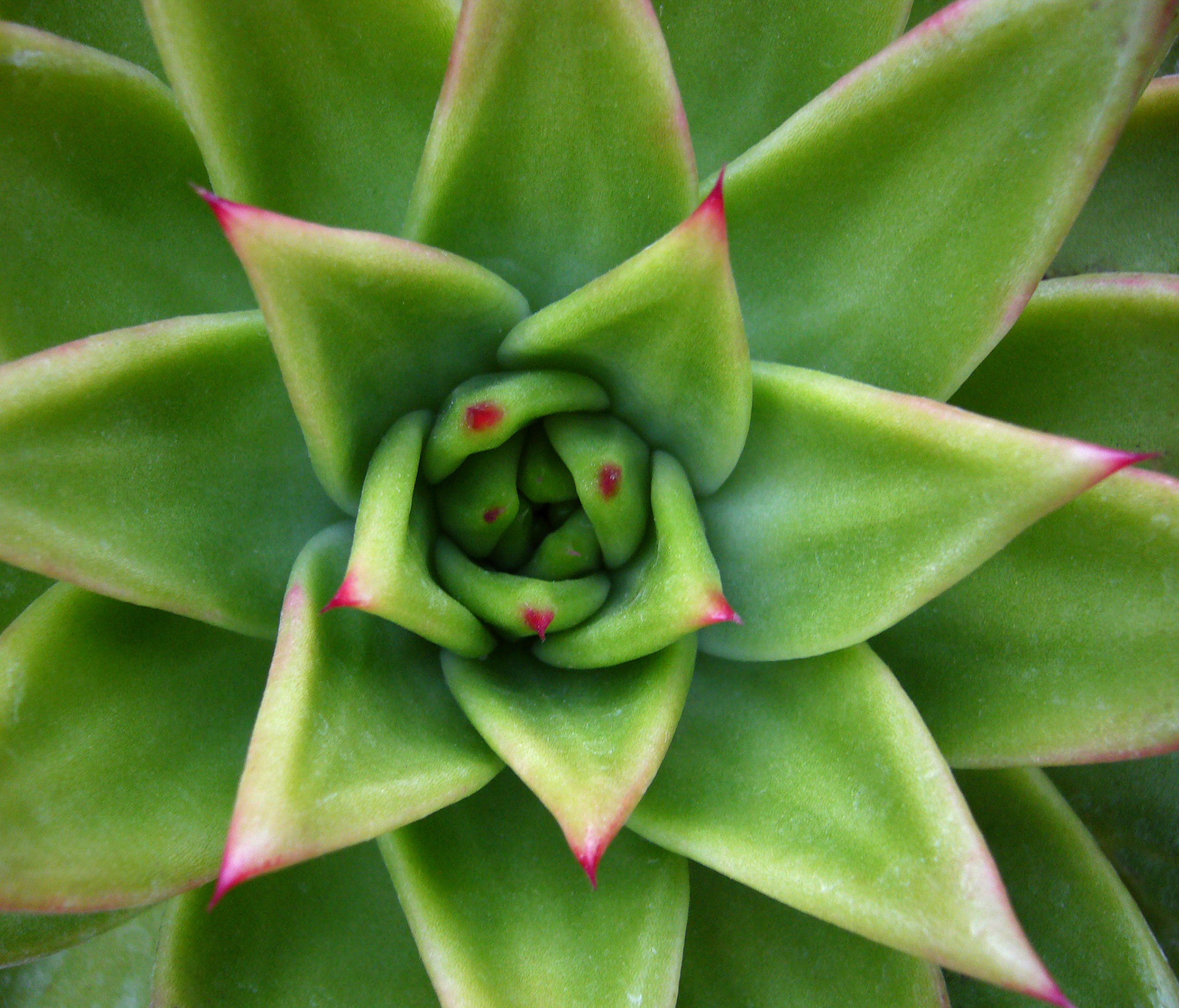 An echeveria (probably agavoides) grows in the Desert Pavillion at the San Antonio Botanical Garden in San Antonio Texas.
