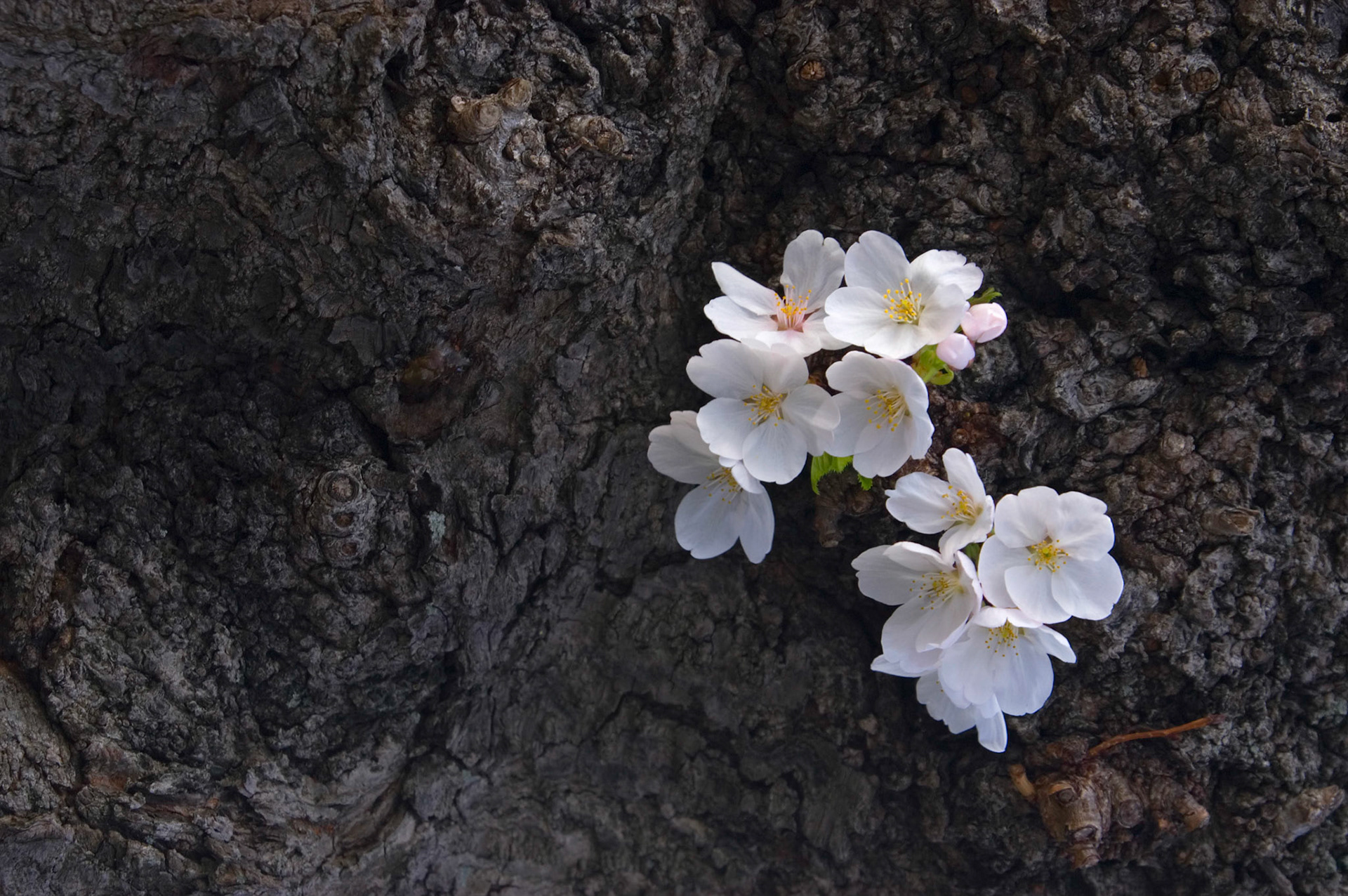 Blossoms grow right out of the tree trunk during cherry blossom season in Washington D.C.