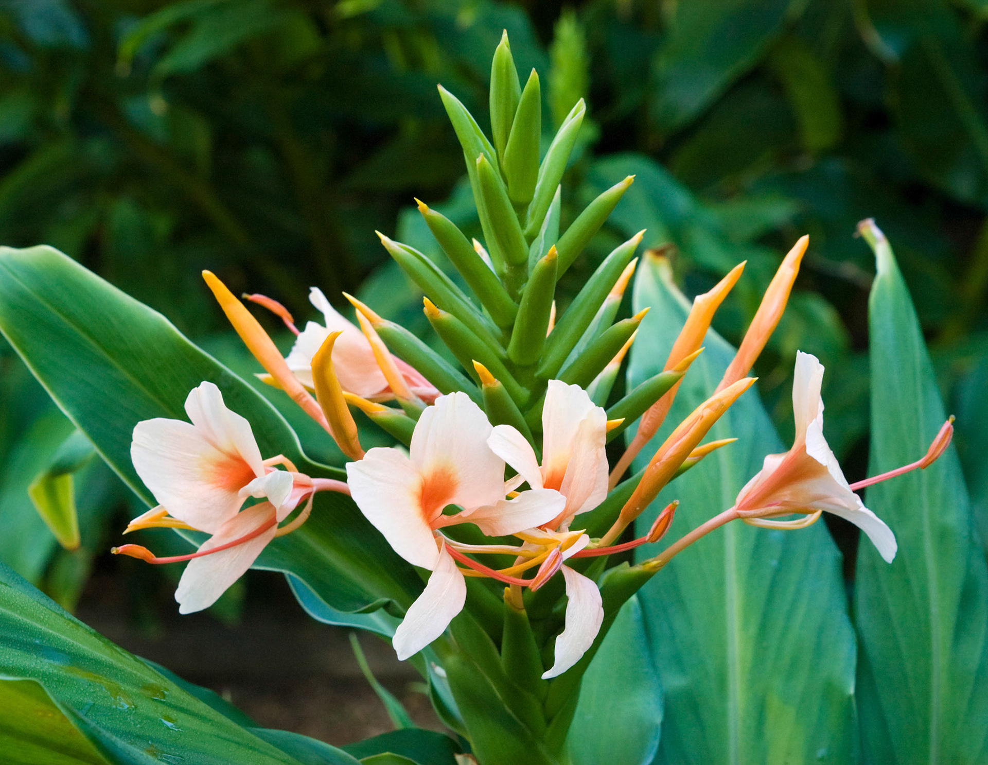 Dr. Moy's hybrid Flashing Star ginger lily (Hedychium coccineum sp.) blooms at the San Antonio Botanical Garden in San Antonio Texas.