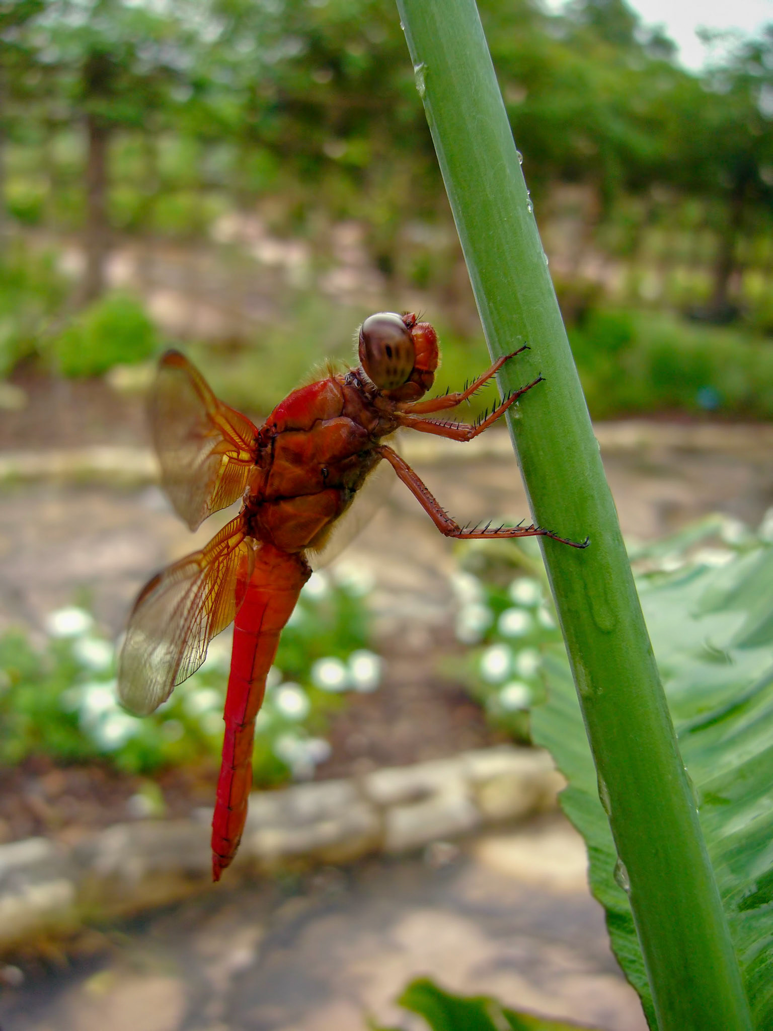 A neon skimmer (Libellula croceipennis) rests at the San Antonio Botanical Garden in San Antonio Texas.