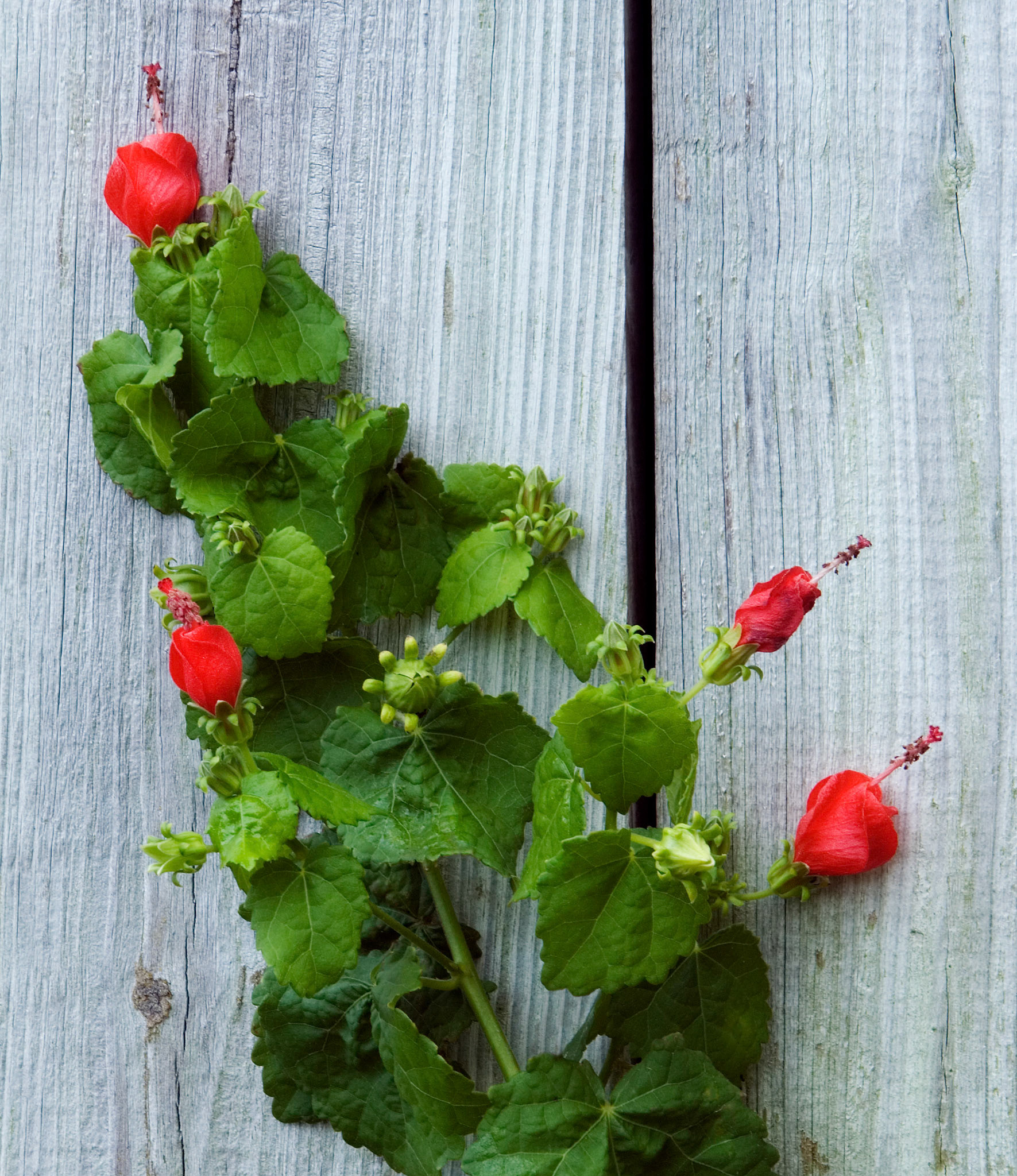 A turk's cap (Malvaviscus arboreus var. drummondii) blooms at Greenspring Gardens in Alexandria VA.