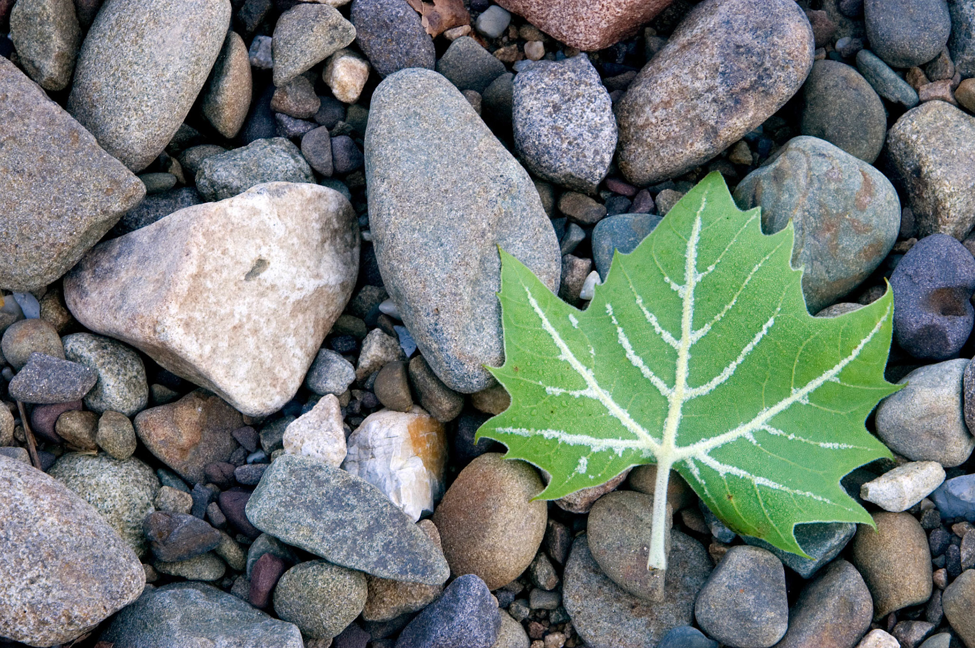 An American sycamore leaf (Platanus occidentalis) on the rocks by the Potomac River at the Seneca Rocks National Recreation Area in West Virginia.