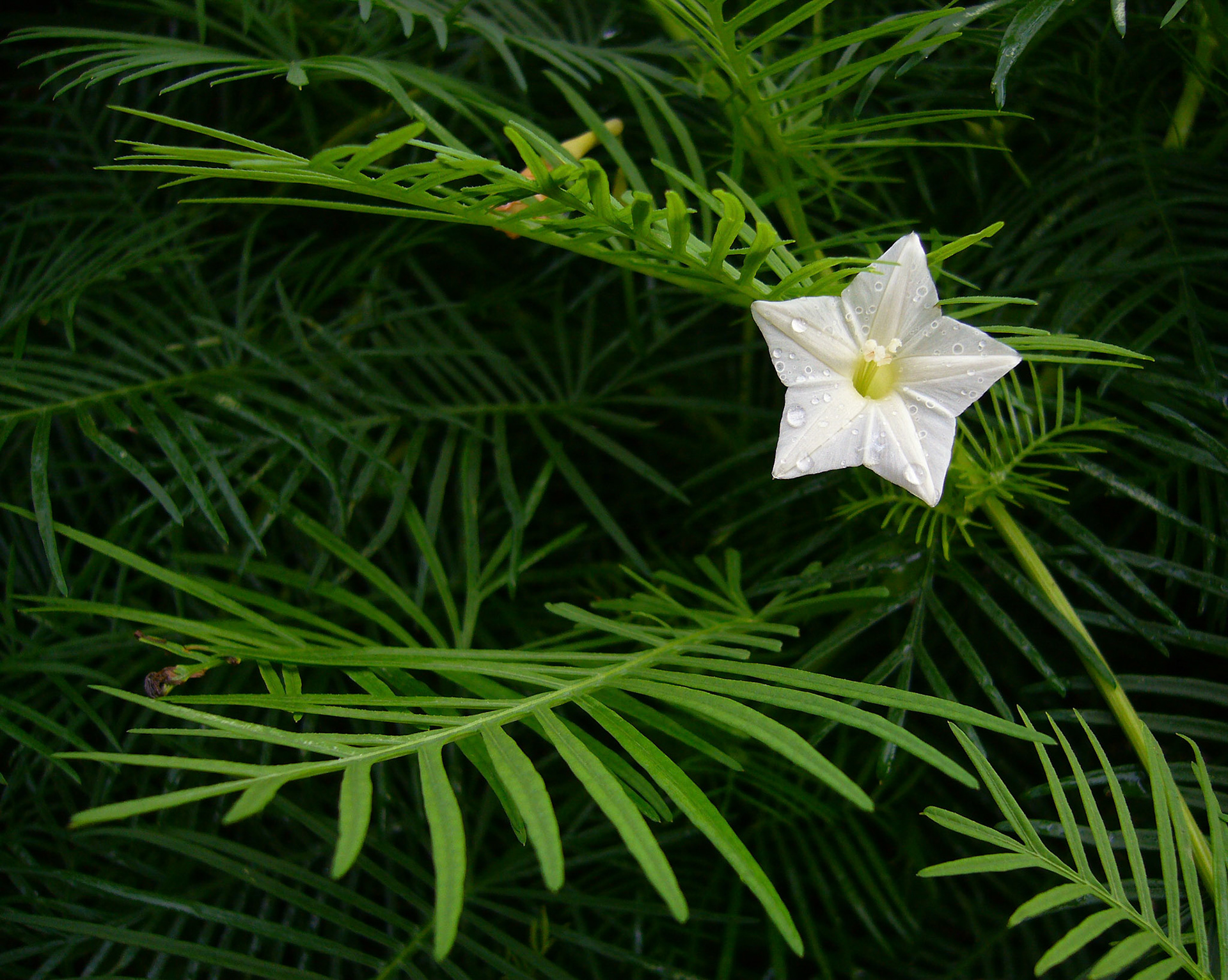 A cypress vine (Ipomoea quamoclit) blooms at the San Antonio Botanical Garden in San Antonio Texas.