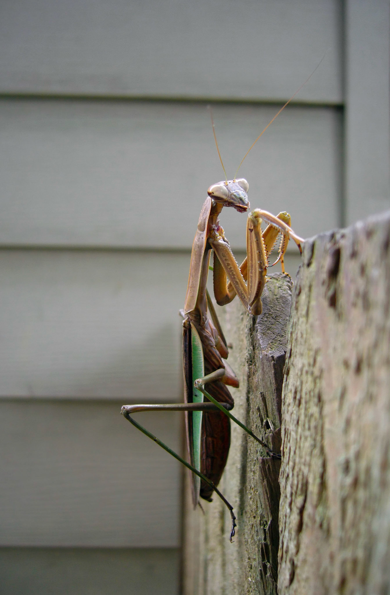 A Chinese mantis (Tenodera sinensis) poses on a fence in Arlington Virginia.