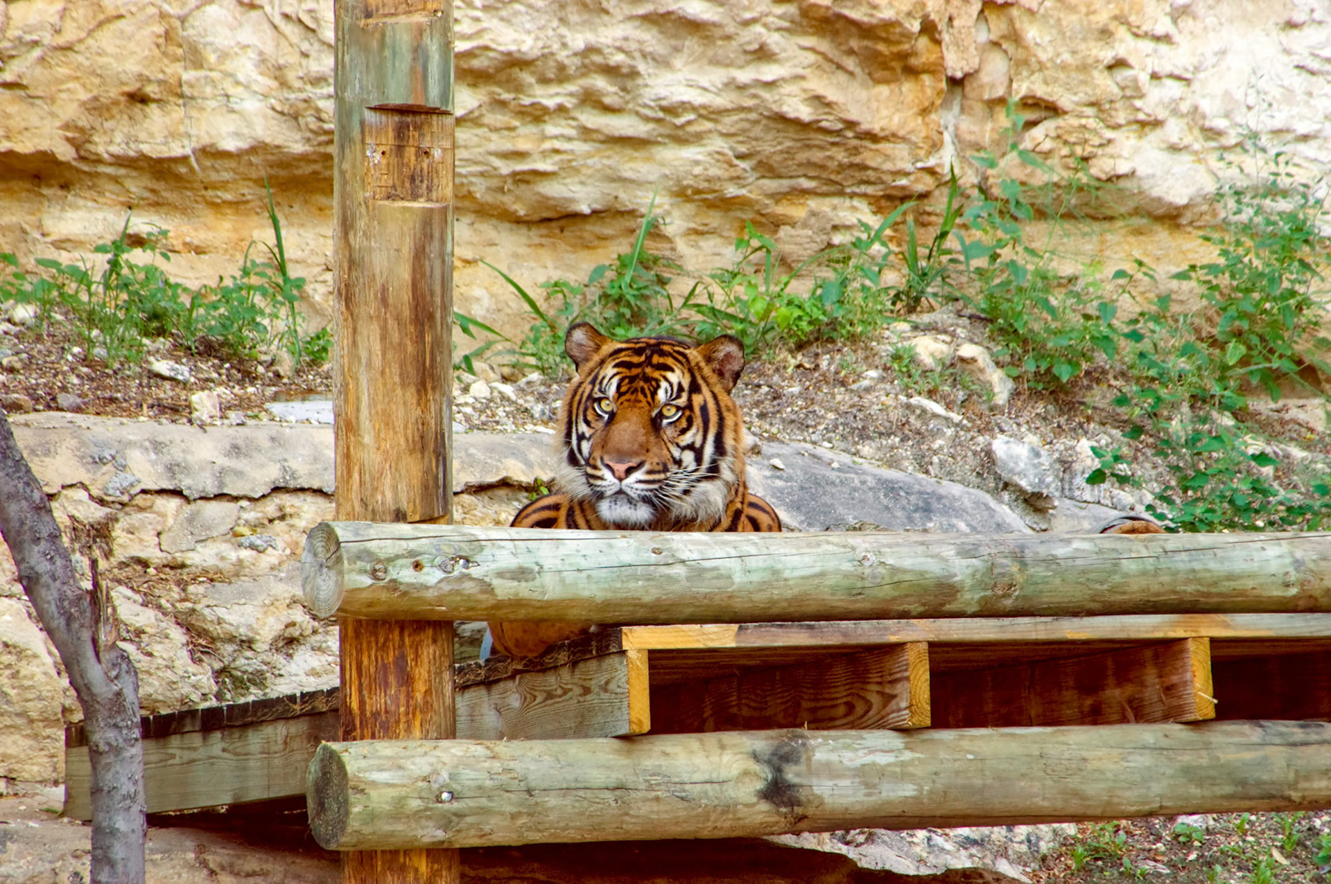 A Sumatran tiger (Panthera tigris sumatrae) rests in its enclosure at the San Antonio Zoo in San Antonio Texas.