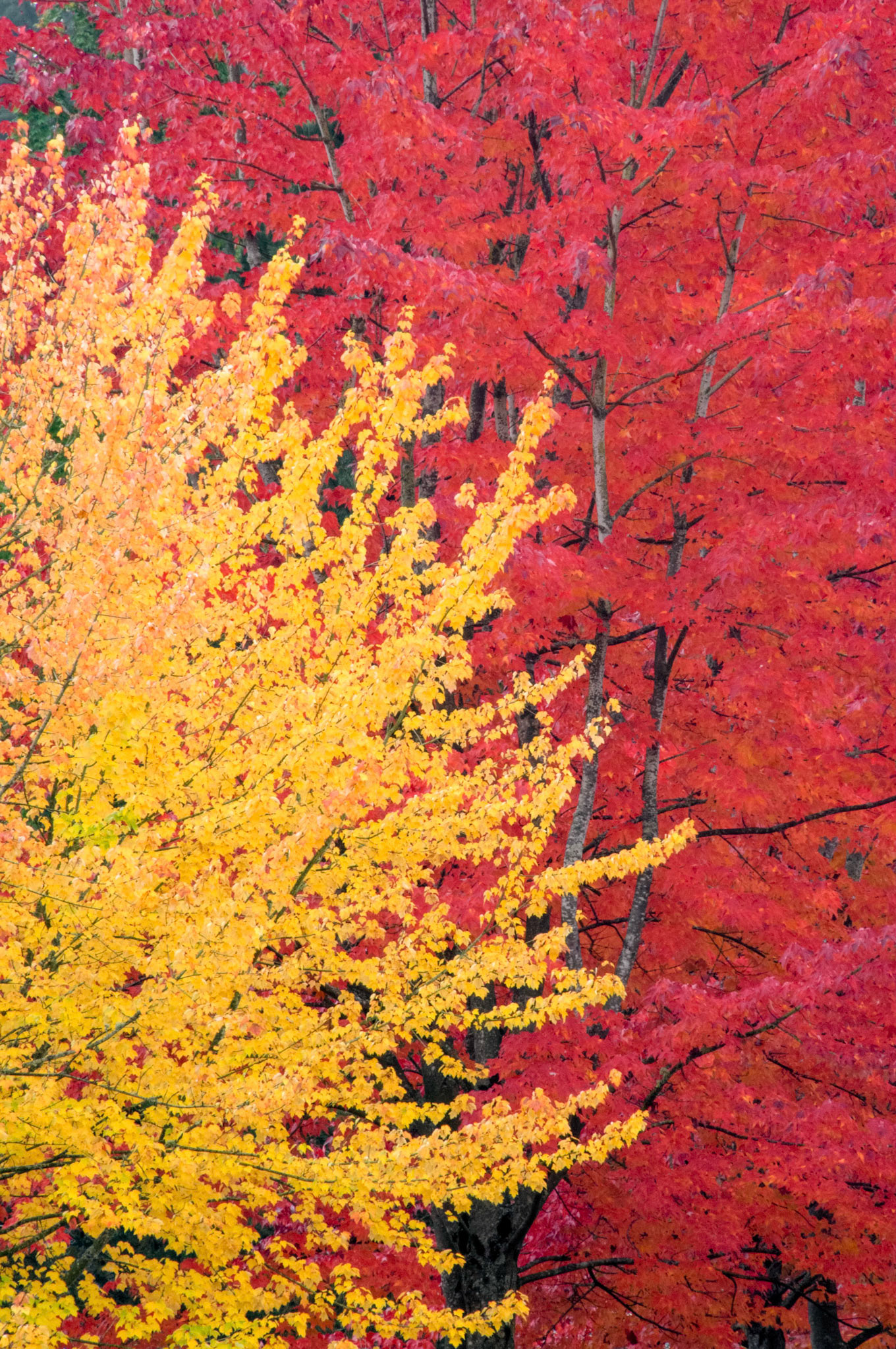 The leaves turn beautiful colors in autumn in Kirkland Washington.