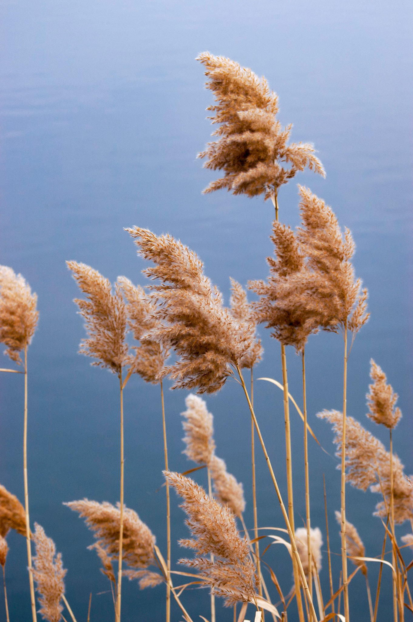 Grasses growing along the resevoir in Central Park, New York City.