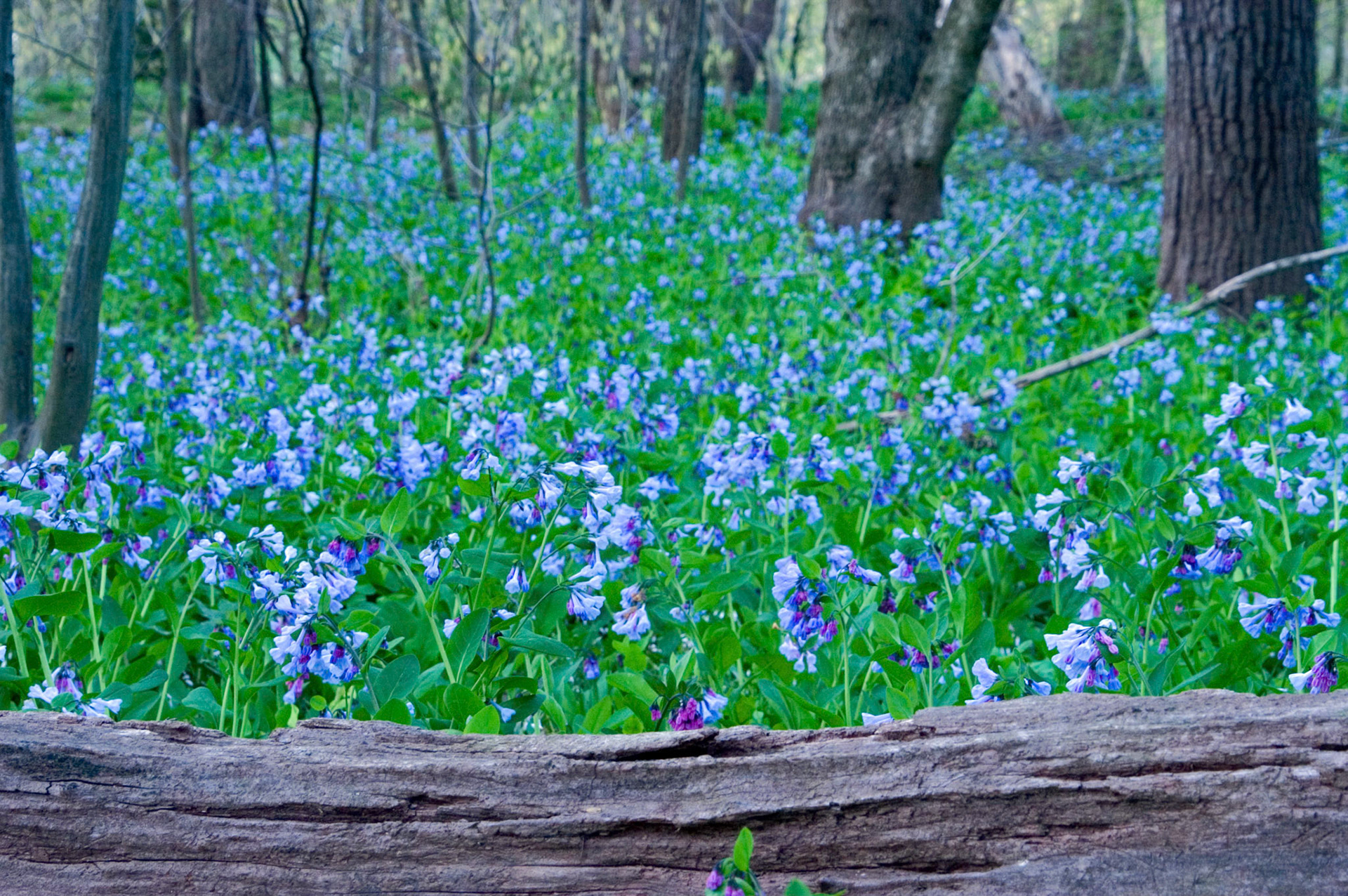 Virginia bluebells (Mertensia virginica) growing along the banks of Bull Run at Bull Run Regional Park in Virginia.