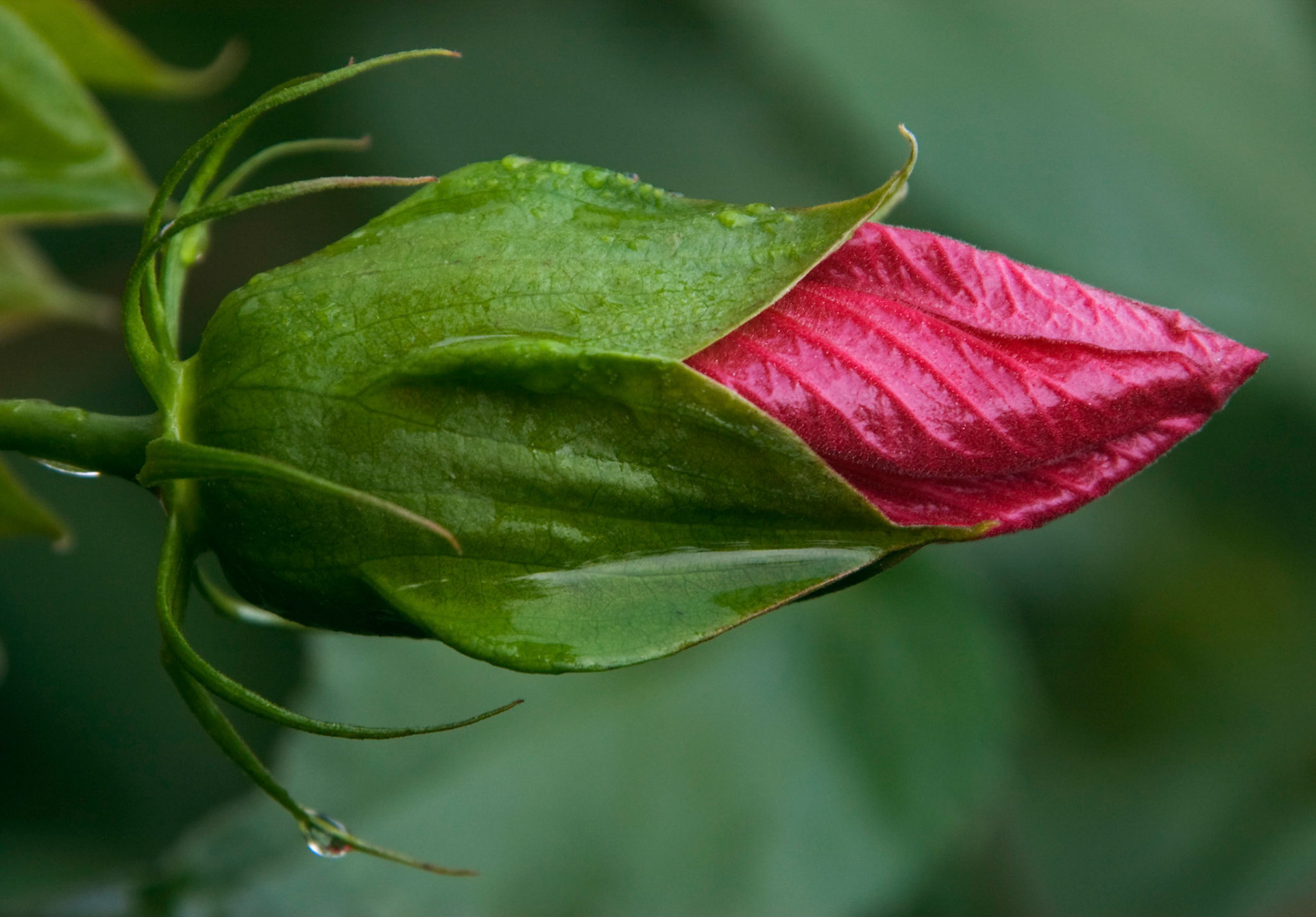 A hybrid hibiscus bud gets ready to bloom at the San Antonio Botanical Garden in San Antonio Texas.