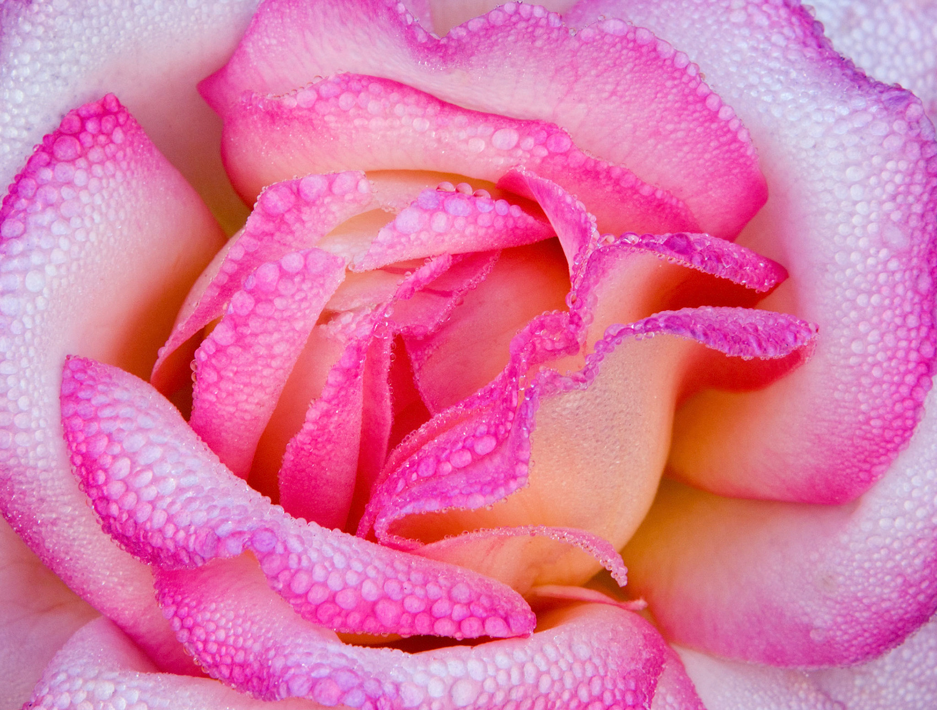 The dewey rose blossom at the Bon Air Park and Memorial Rose Gardens in Arlington Virginia.