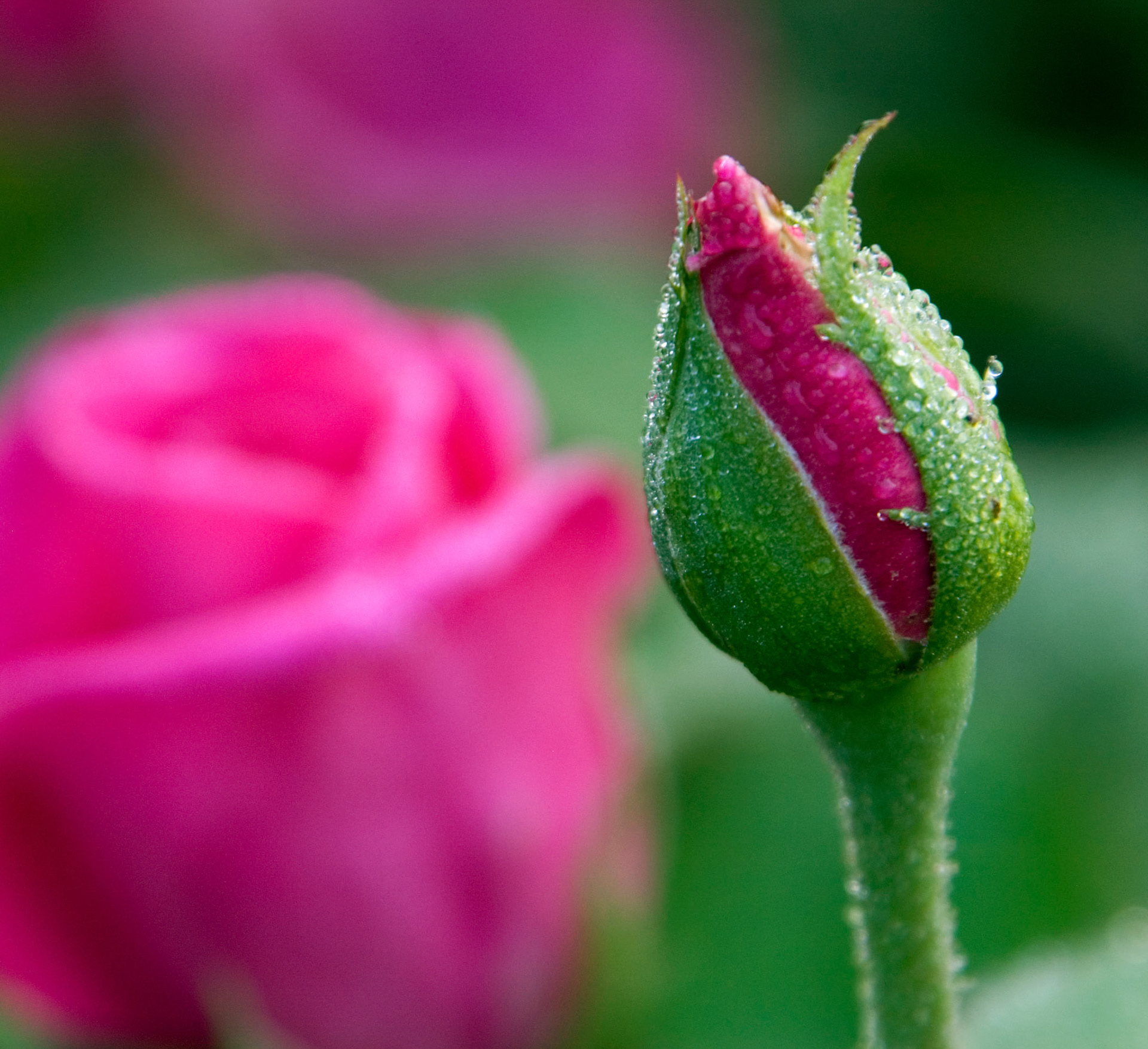 The dewey bud of a 'Jadis' variety hybrid tea rose at the Bon Air Park and Memorial Rose Gardens in Arlington Virgina.