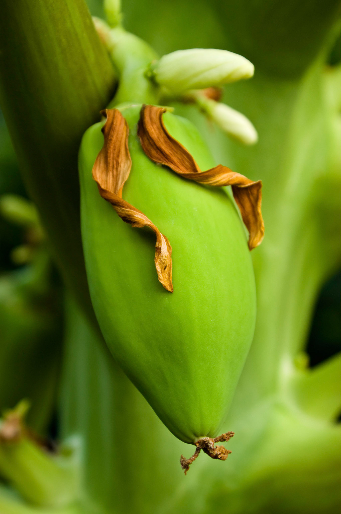 Papaya trees bloom and fruit at the San Antonio Botanical Garden in San Antonio Texas.