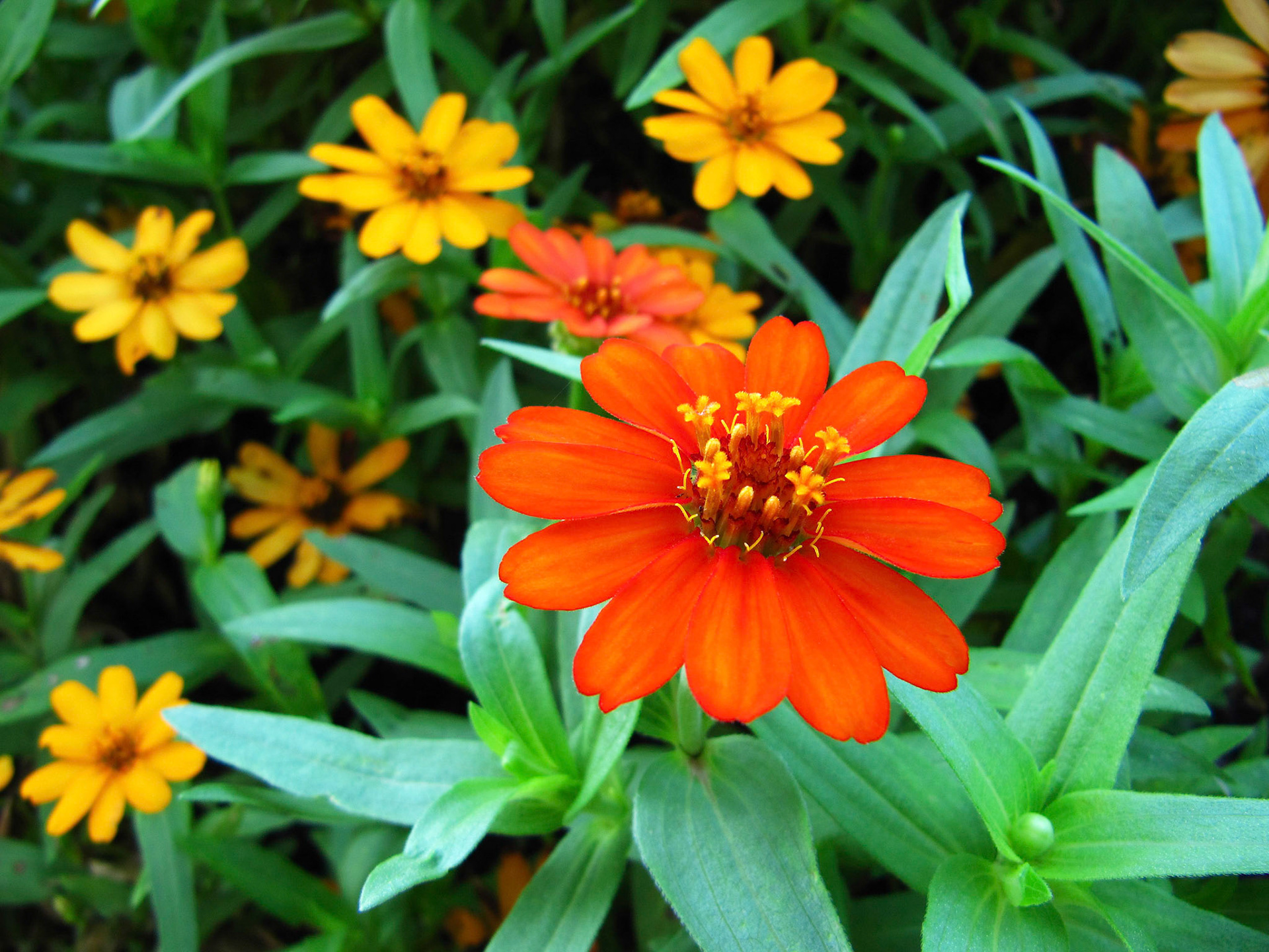 A Zinnia Profusion flower (Zinniz sp.) blooms at the Dallas Arboretum in Dallas Texas.
