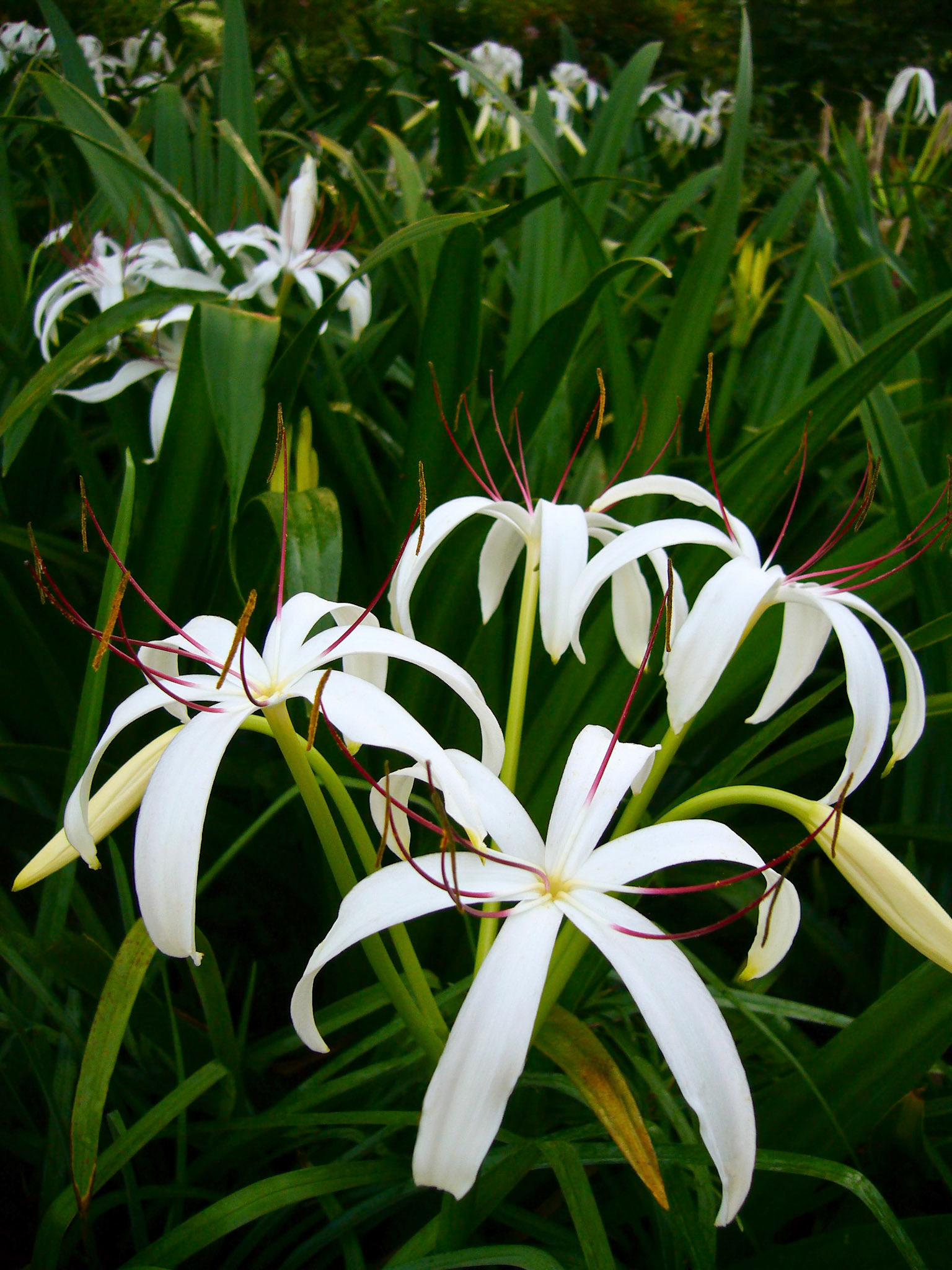 Swamp lilies (Crinum americanum) bloom at the San Antonio Botanical Garden in San Antonio Texas.