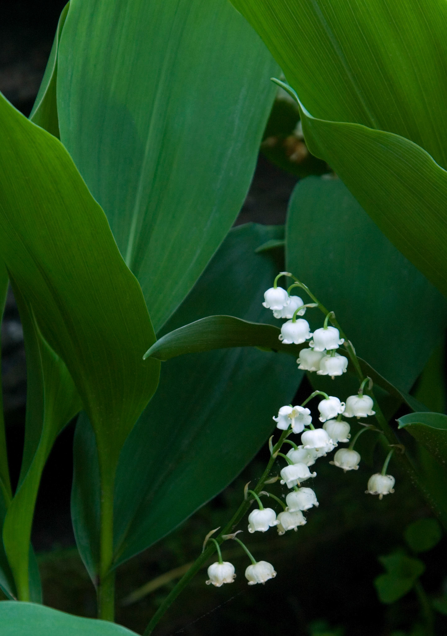 American lily of the valley flowers (Convallaria majuscula) bloom near the Sites Homestead in the Seneca Rocks National Recreation Area in West Virginia.