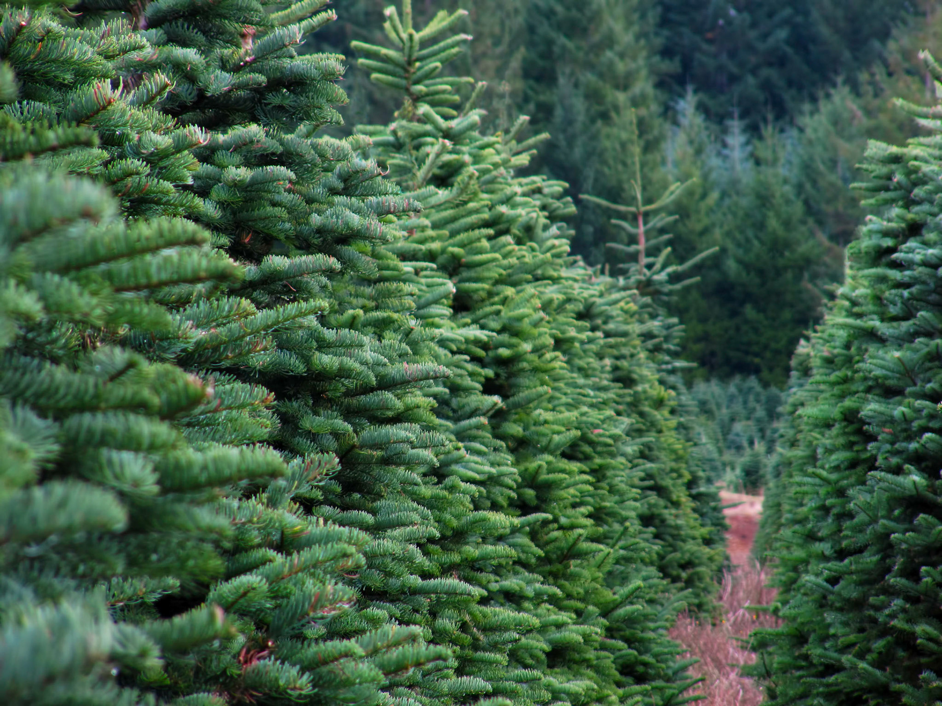 Trees at a Christmas tree farm in Oregon.