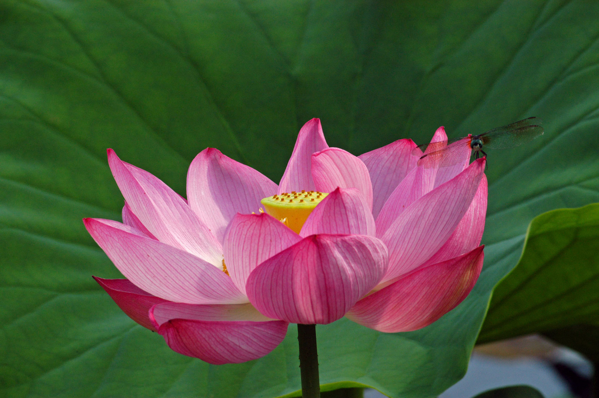 A lotus flower (nelumbo nucifera, aka Sacred Lotus) at the Kenilworth Aquatic Gardens in Washington DC.