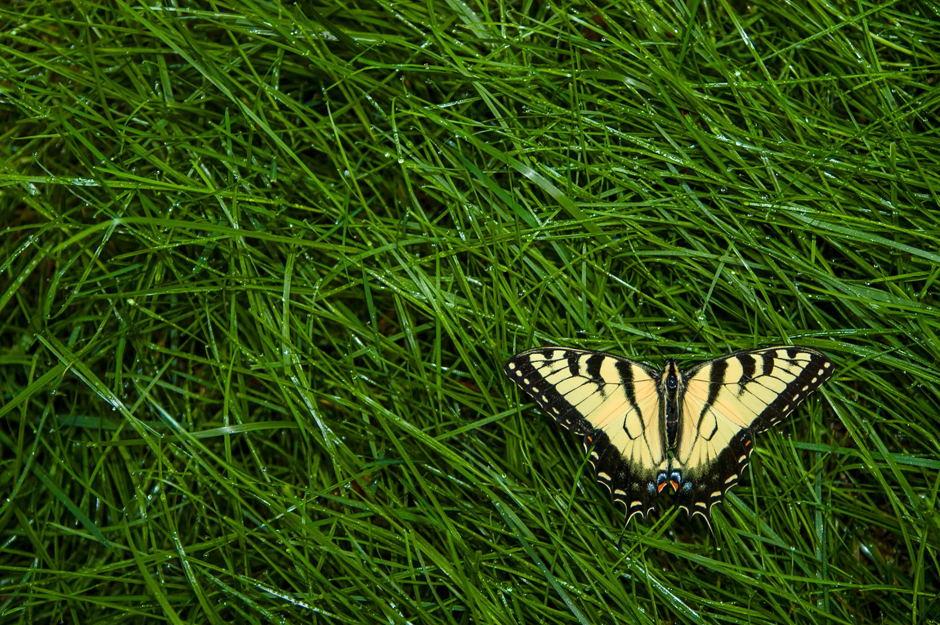 An Eastern Tiger Swallowtail (Papilio glaucus) rests on dewy grass in Arlington Virginia.