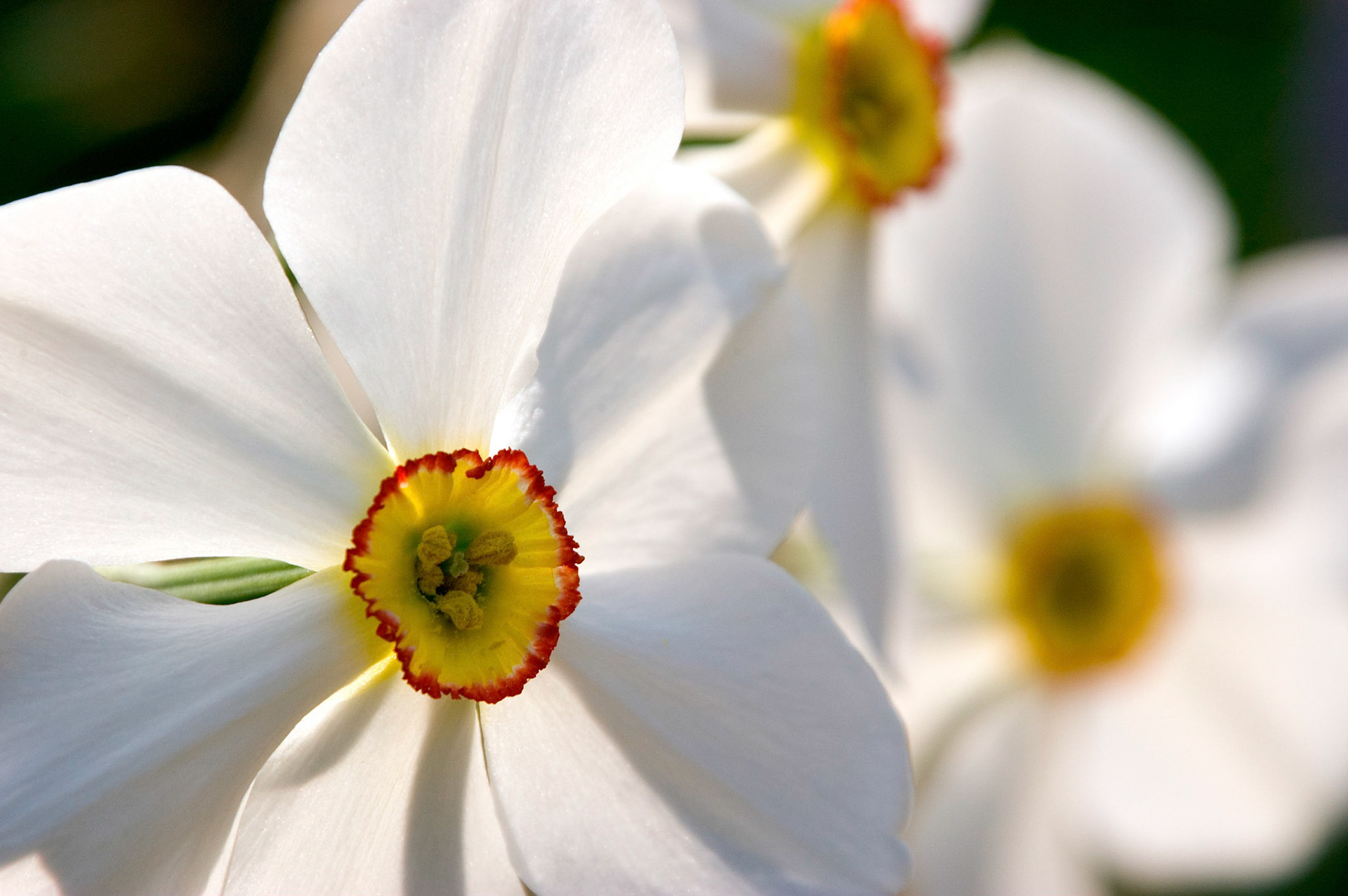 Close-up of a Poet's Narcissus (narcissus poeticus) taken at the Franciscan Monastery gardens in Washington, D.C.