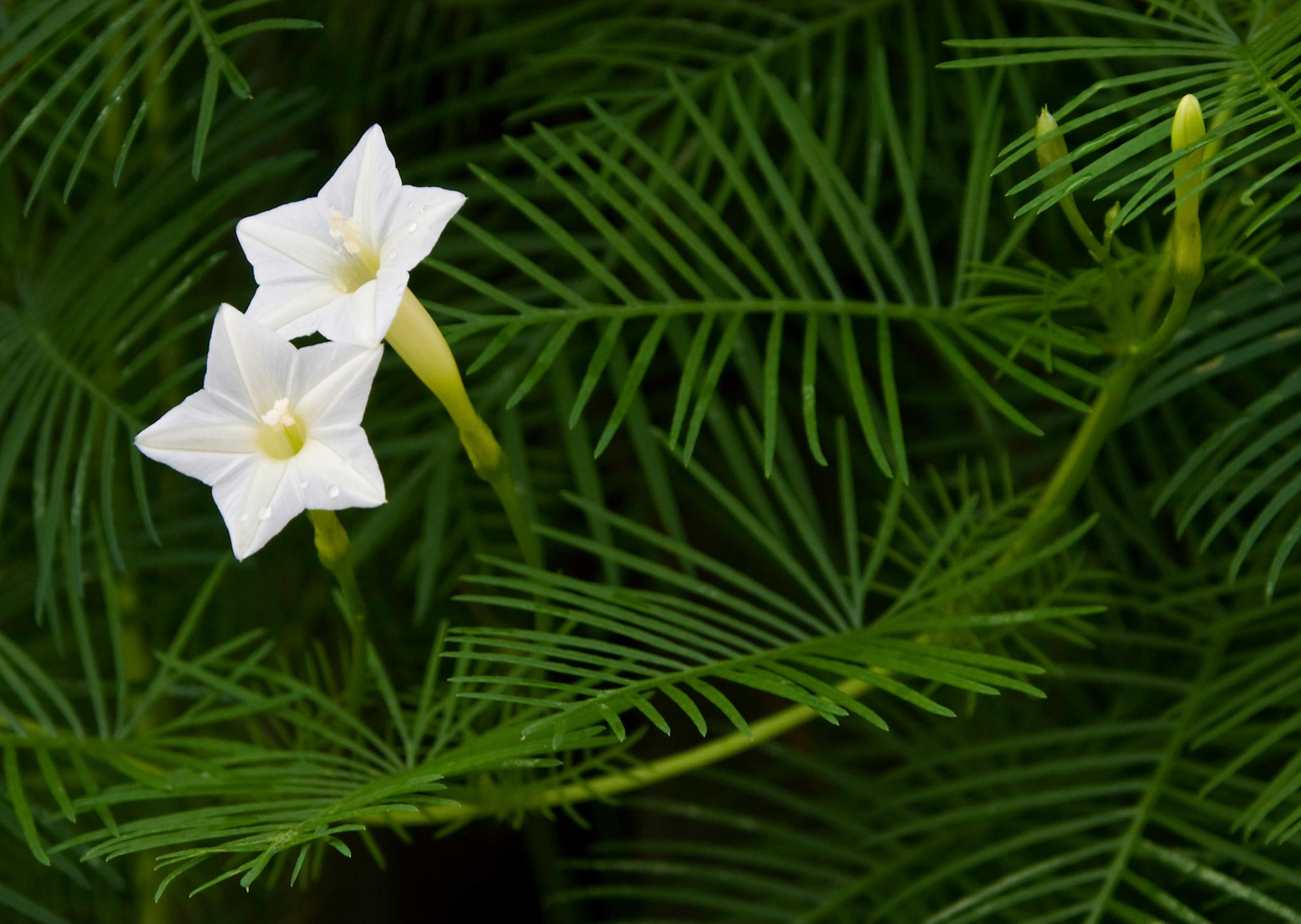 A cypress vine (Ipomoea quamoclit) blooms at the San Antonio Botanical Garden in San Antonio Texas.
