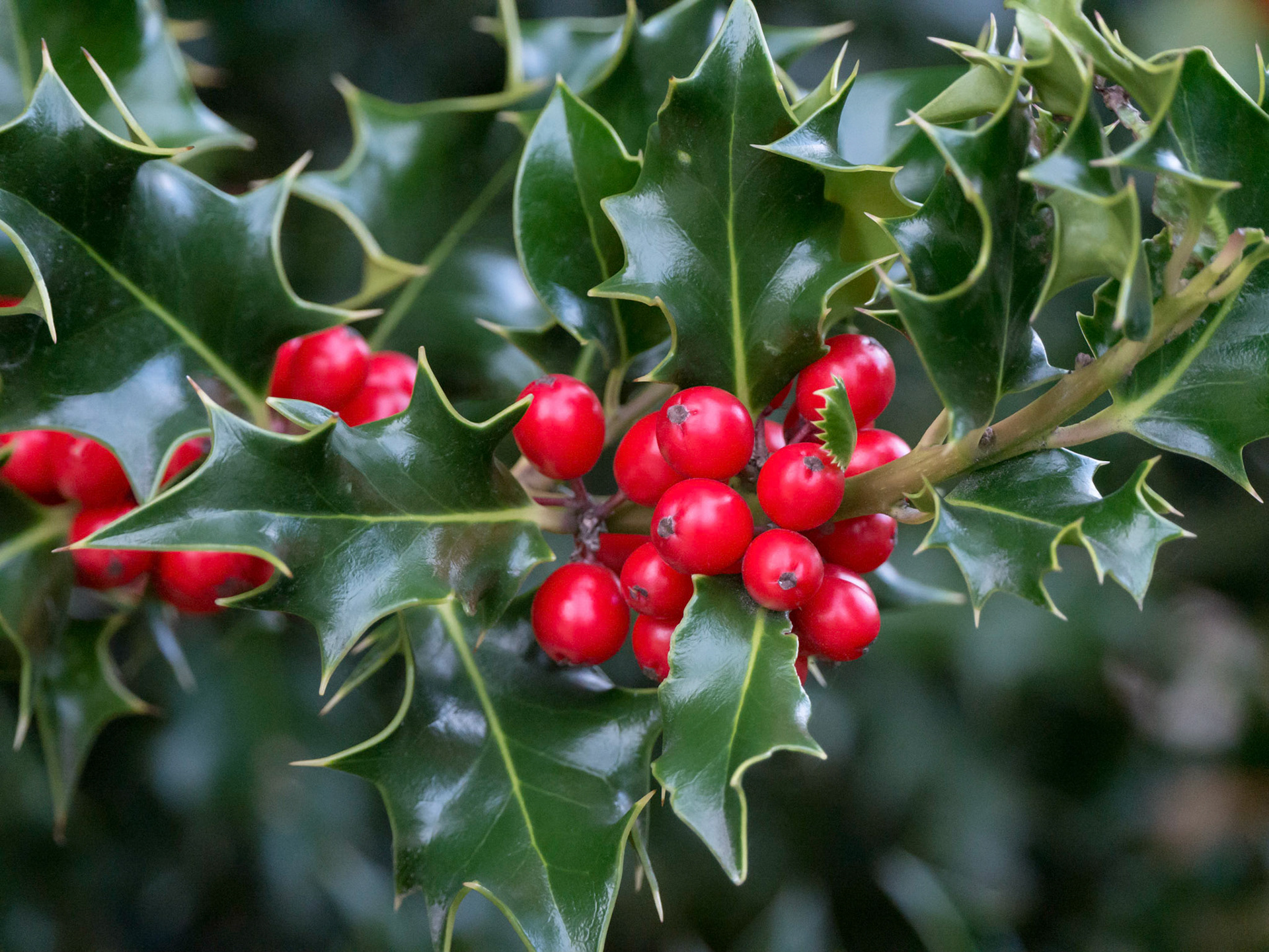 A closeup of some holly berries growing in Kirkland Washington.