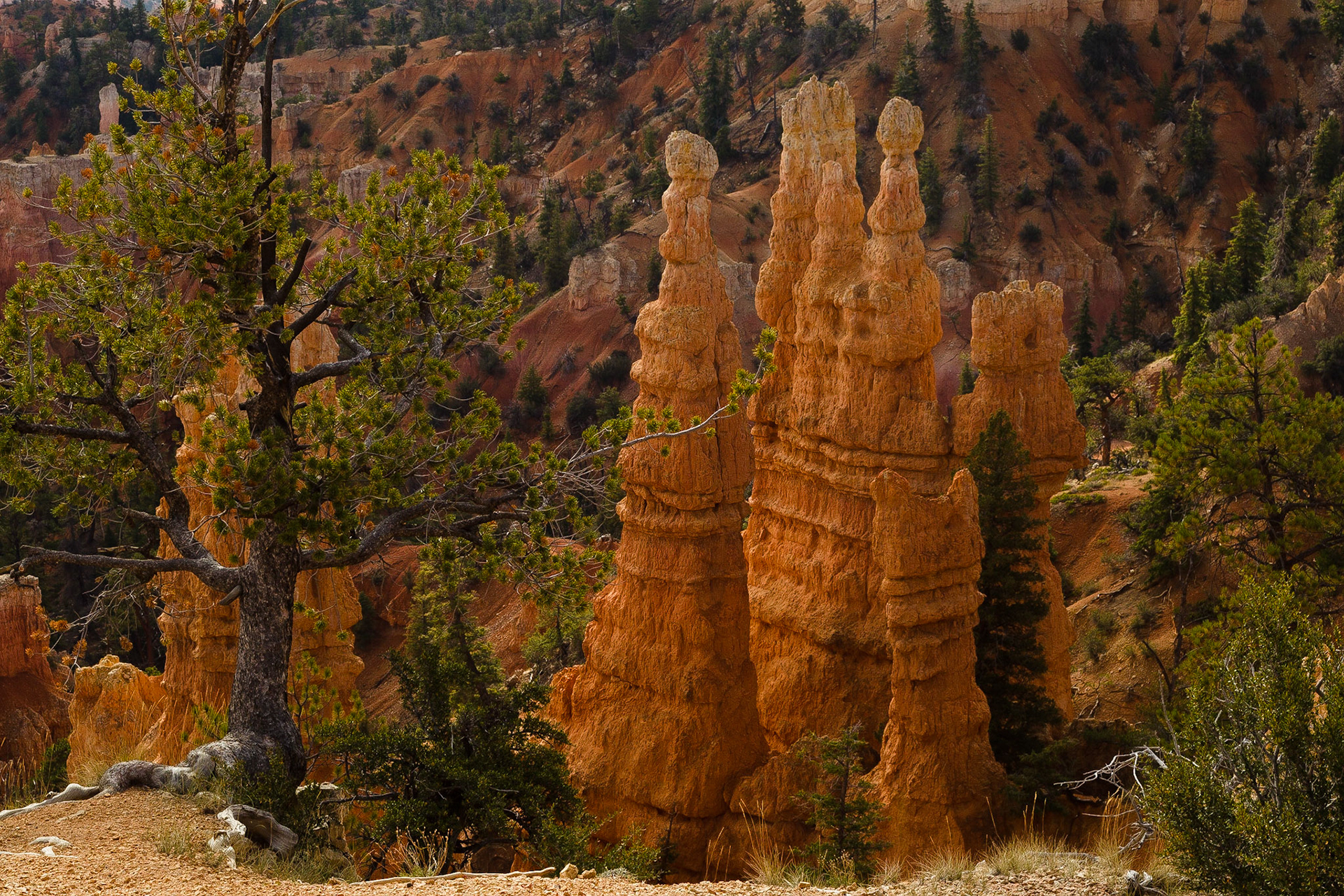 Bryce NP Utah