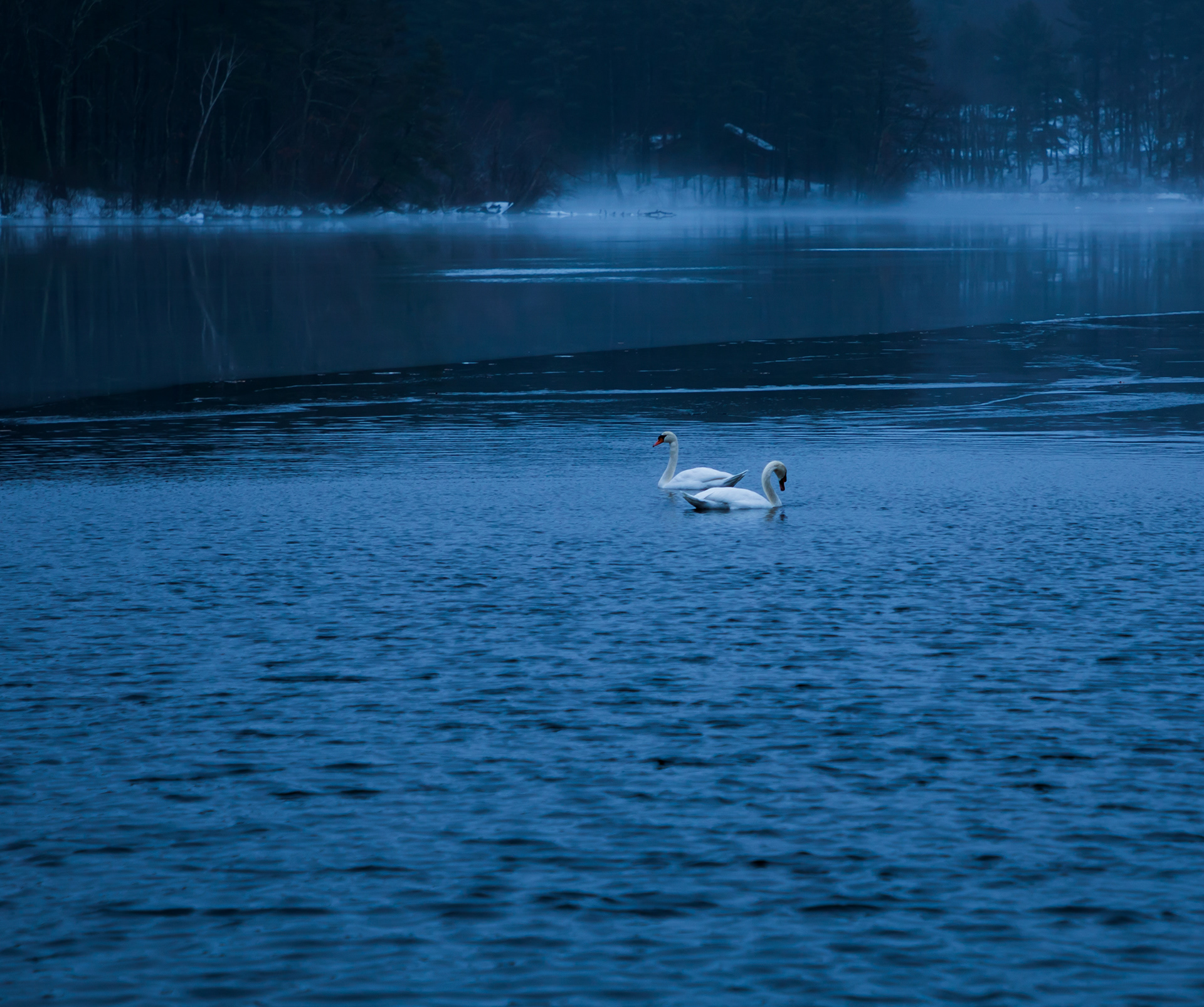 Mute swans in Meadow Pond, Whitinsville Massachusetts