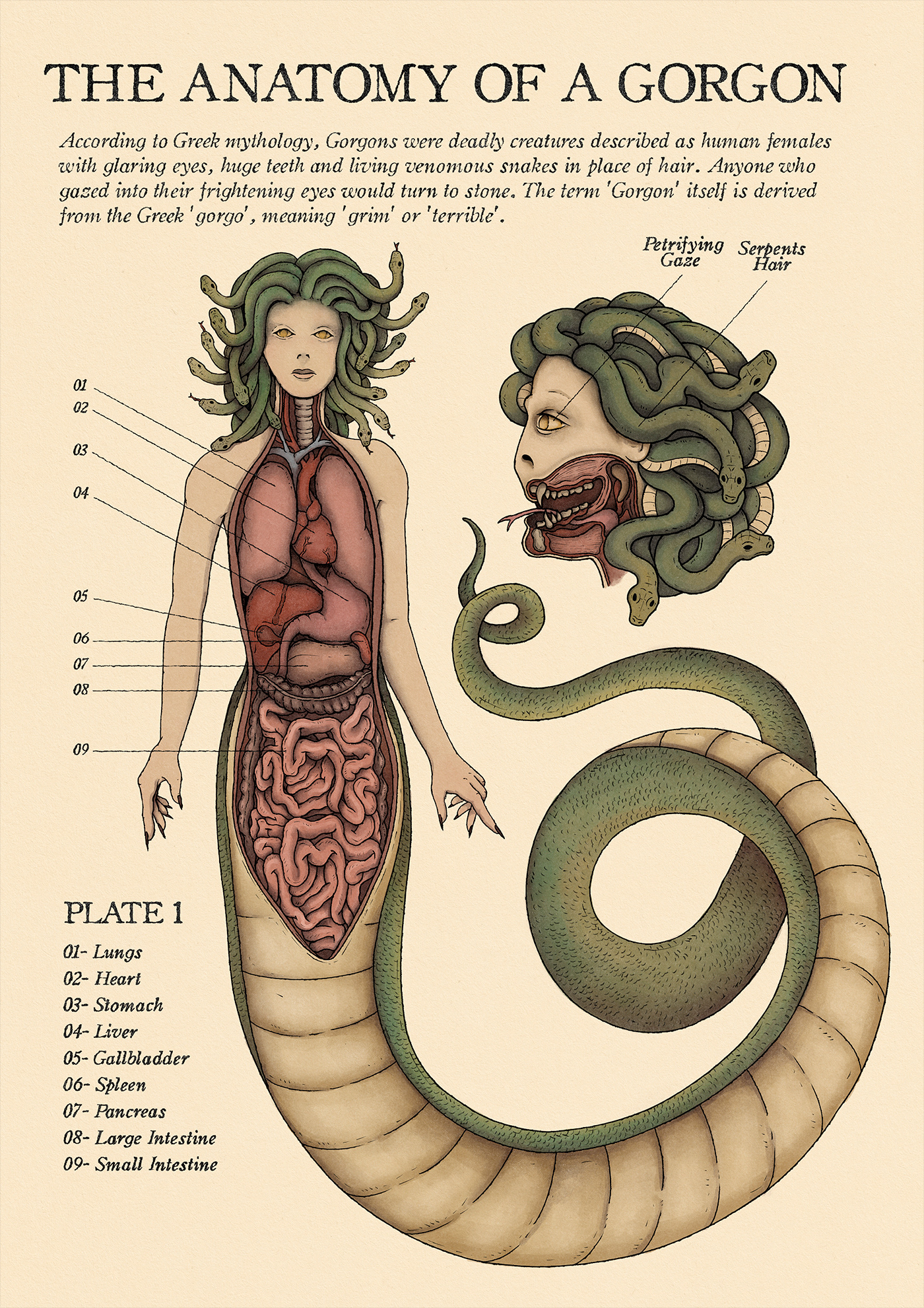 Thiago Corrêa - The Anatomy of a Gorgon