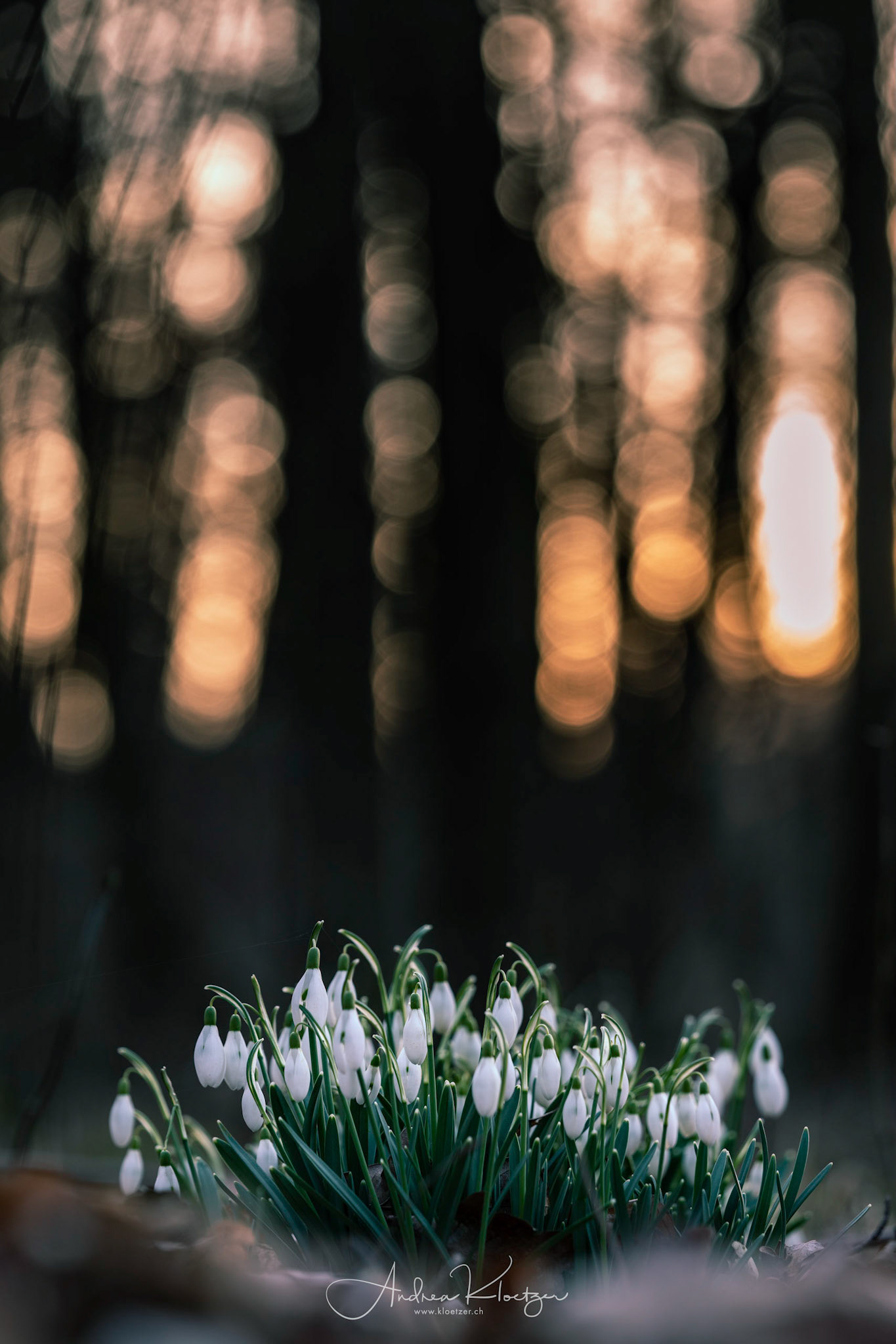 snowdrops | Februar 2019