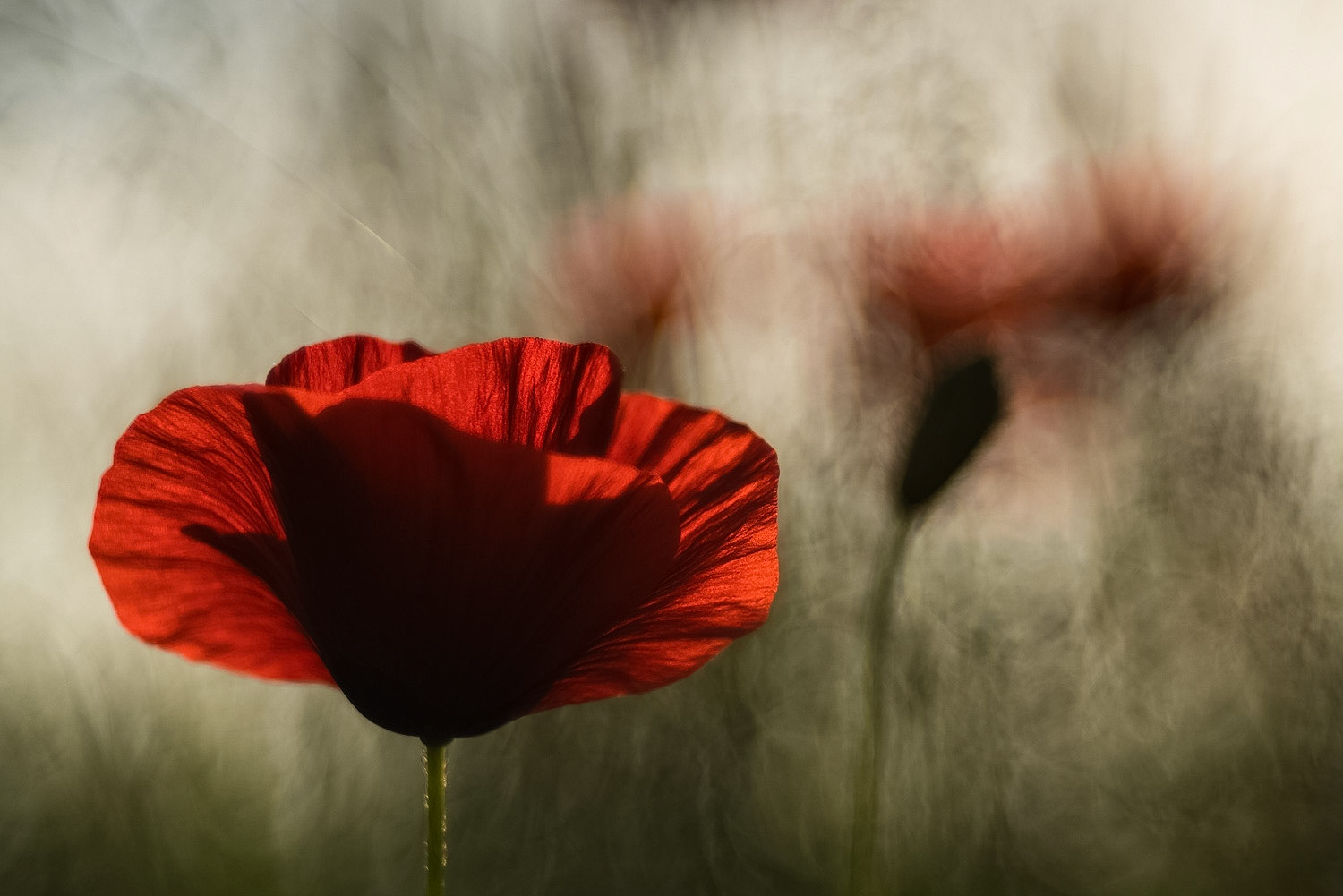 like a flamenco dress | Mai 2016