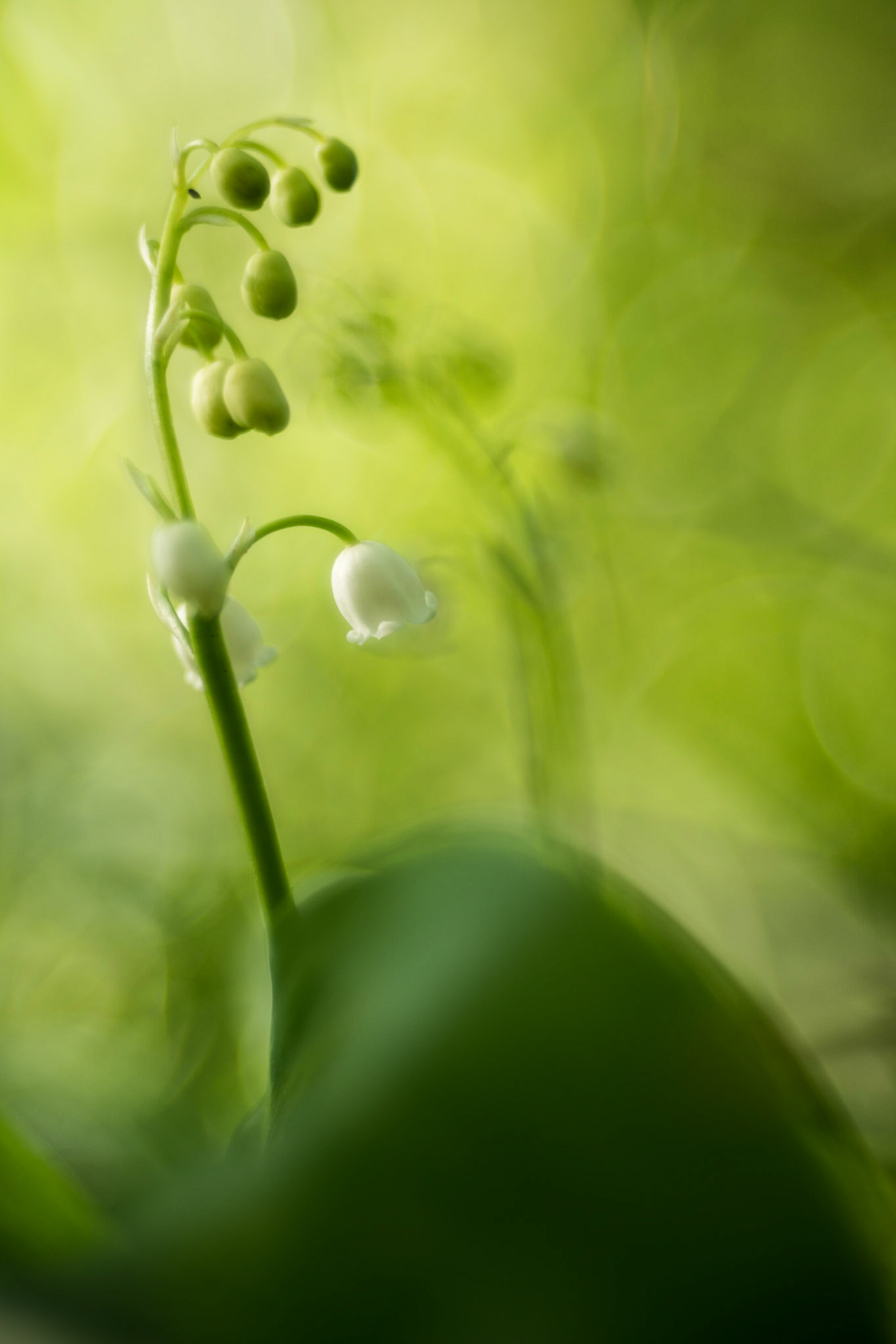 Maieryysli | lily of the valley